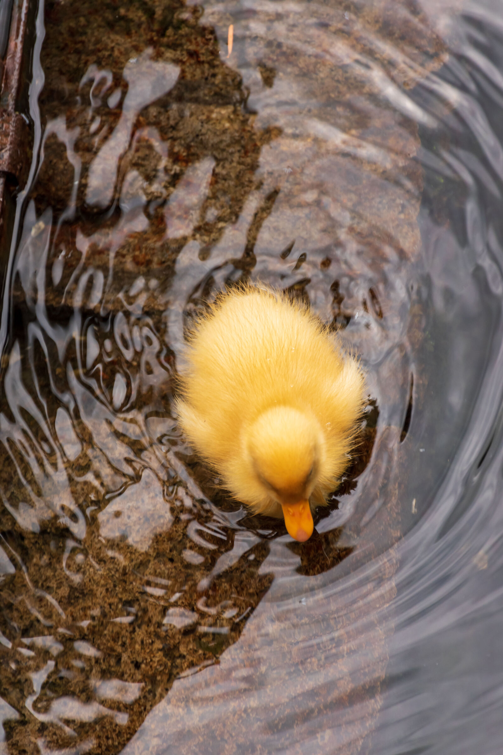 Paperini #3/Ducklings #3