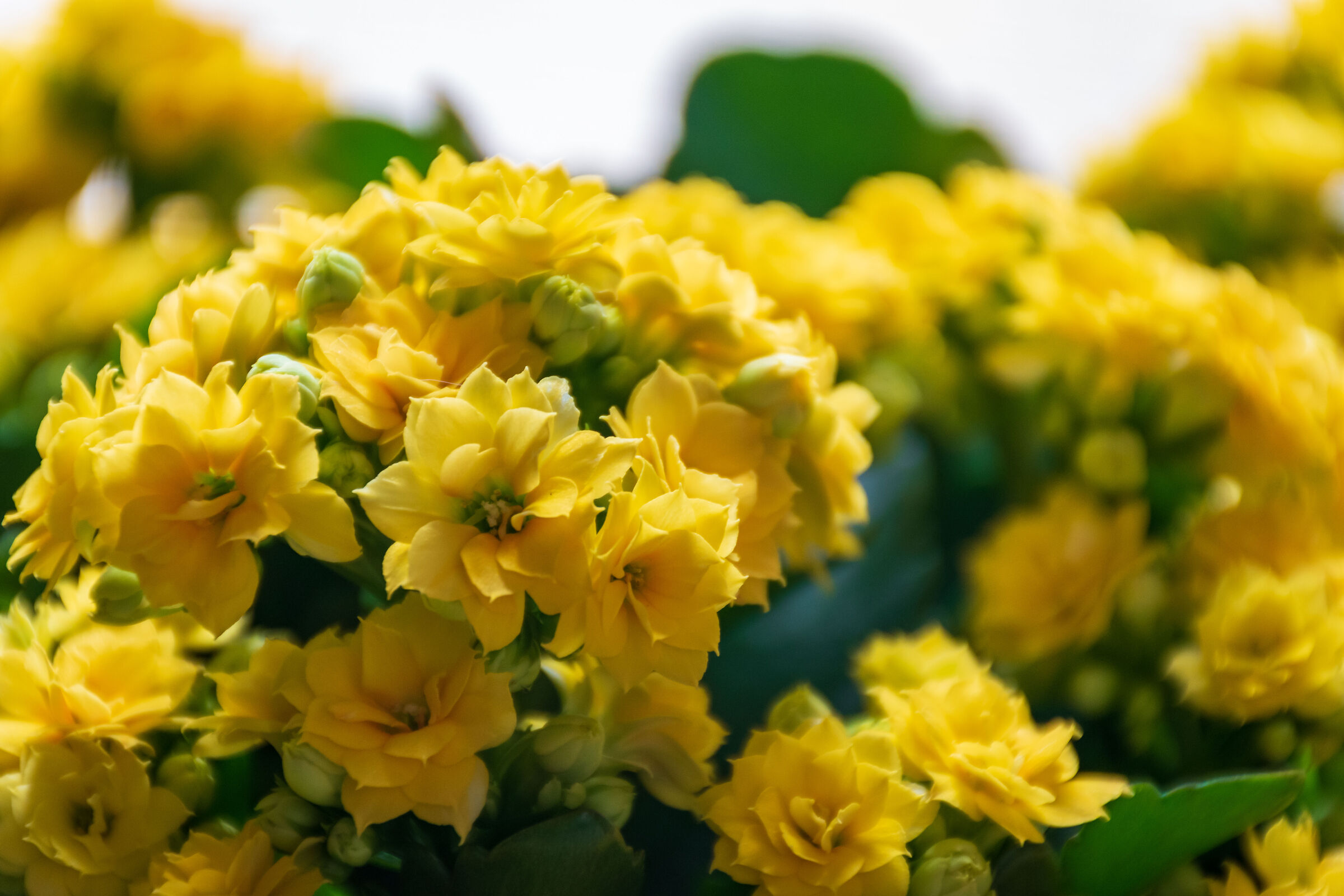 Qualcuno conosce questi fiori?