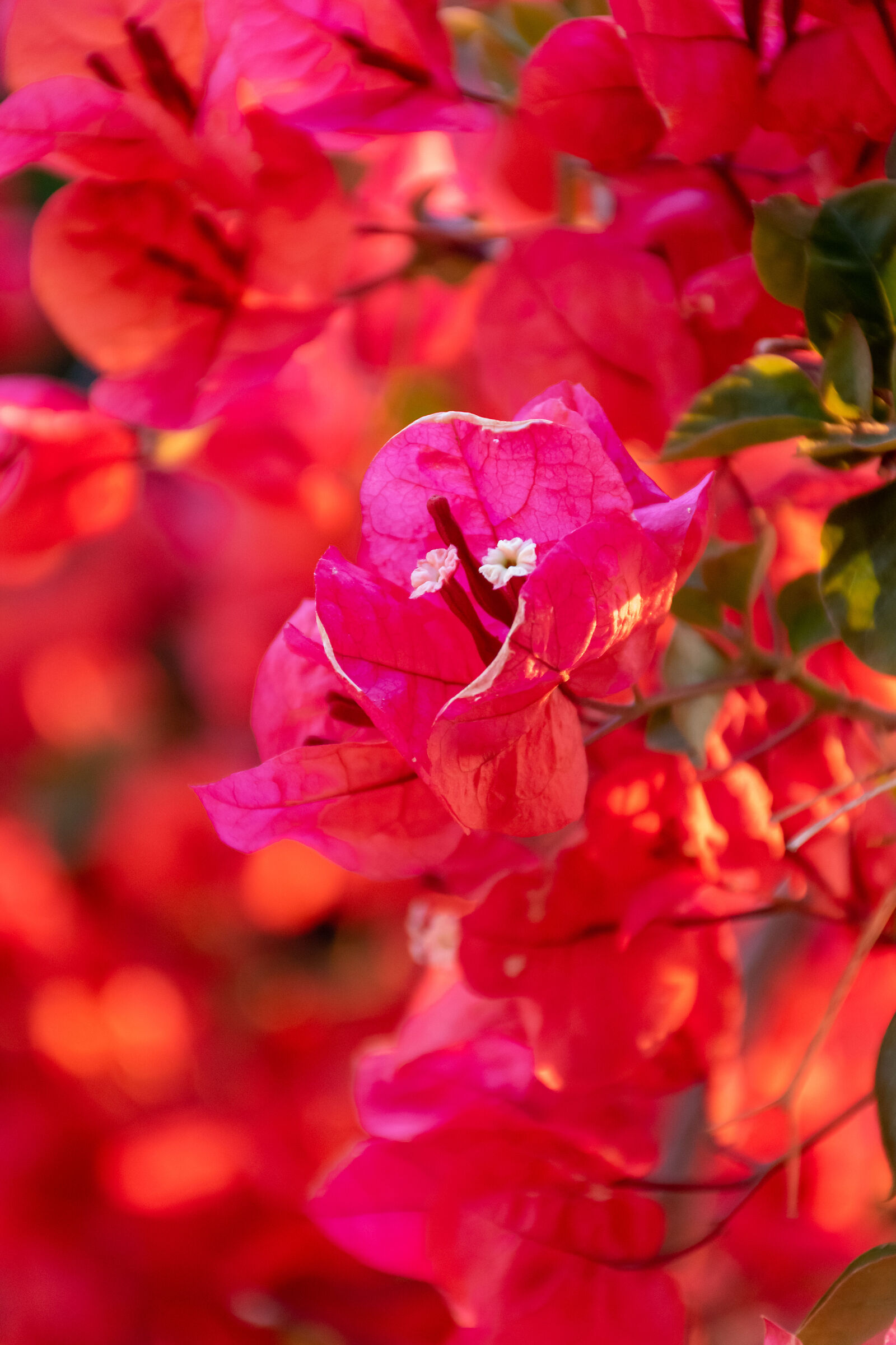 Bougainvillea