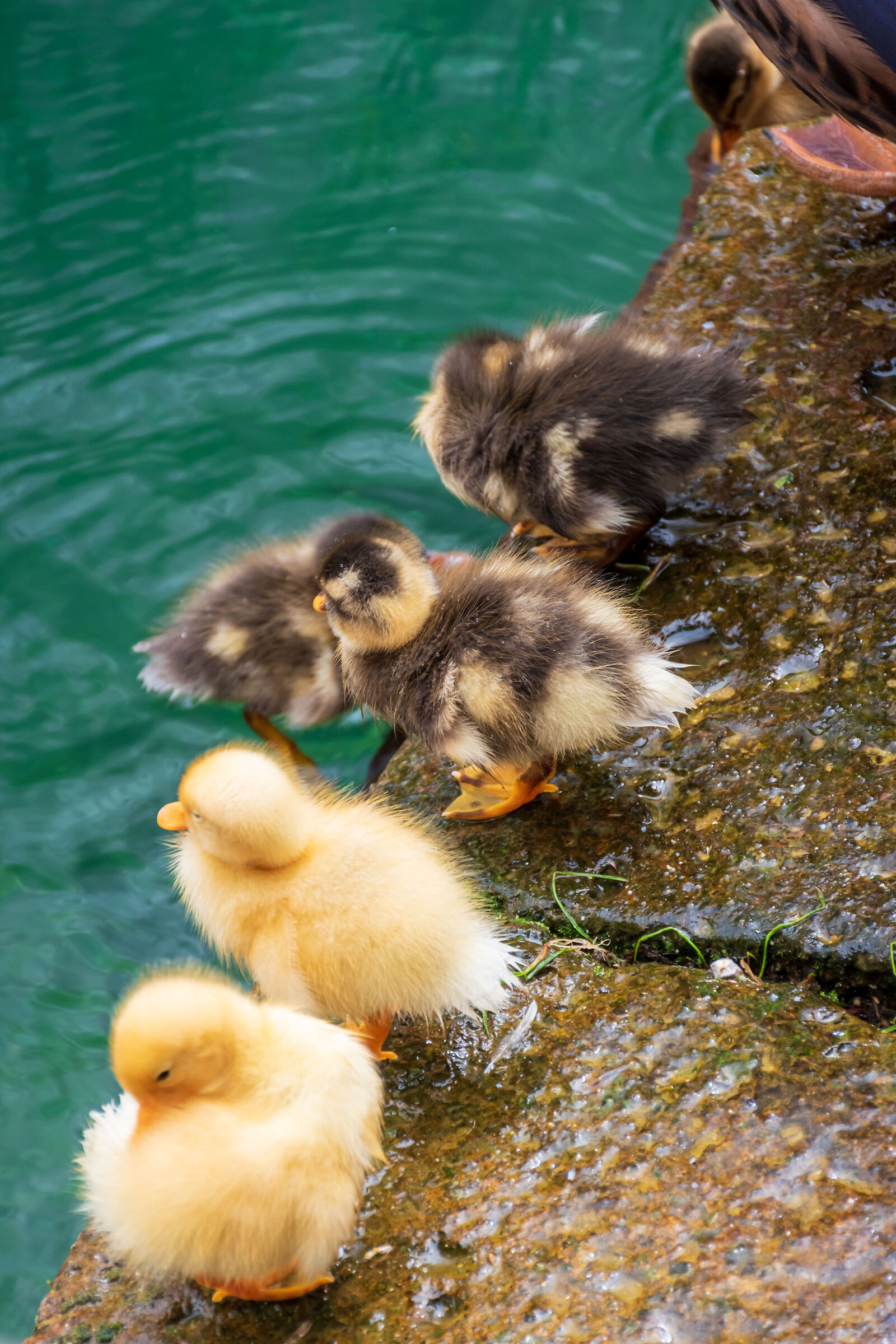 Donald Ducks #1/Ducklings #1