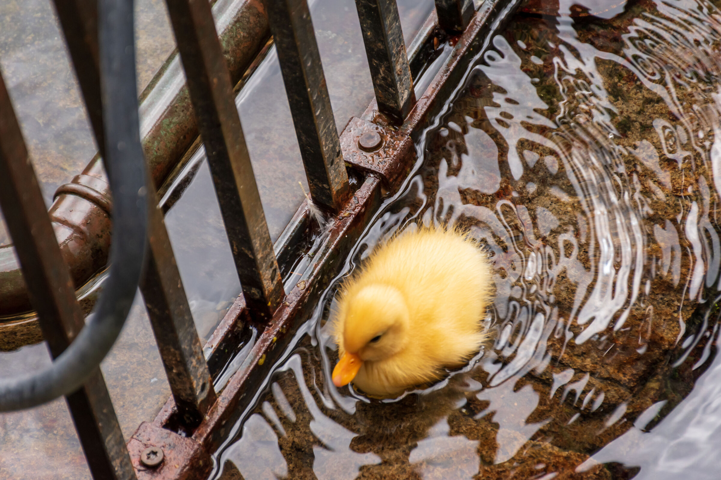 Donald Ducks #2/Ducklings #2