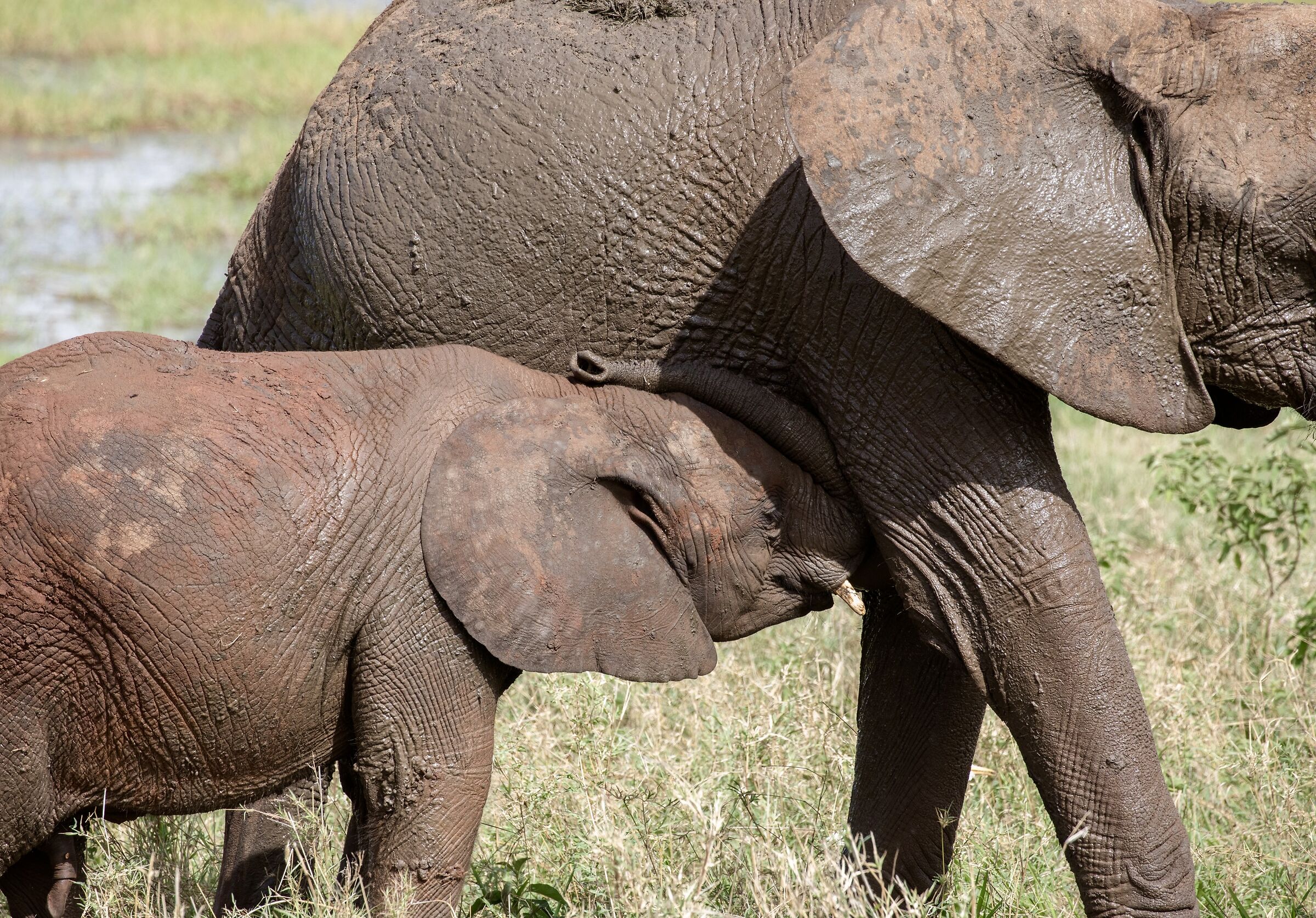 Che impiccio questa proboscide!