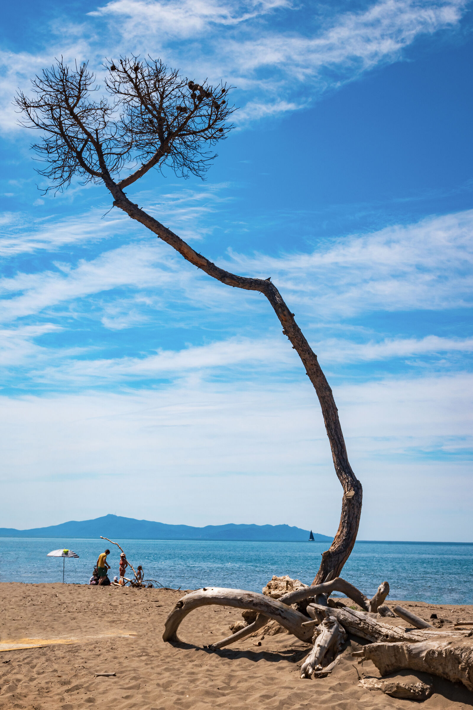 The lonely tree/The lone tree
