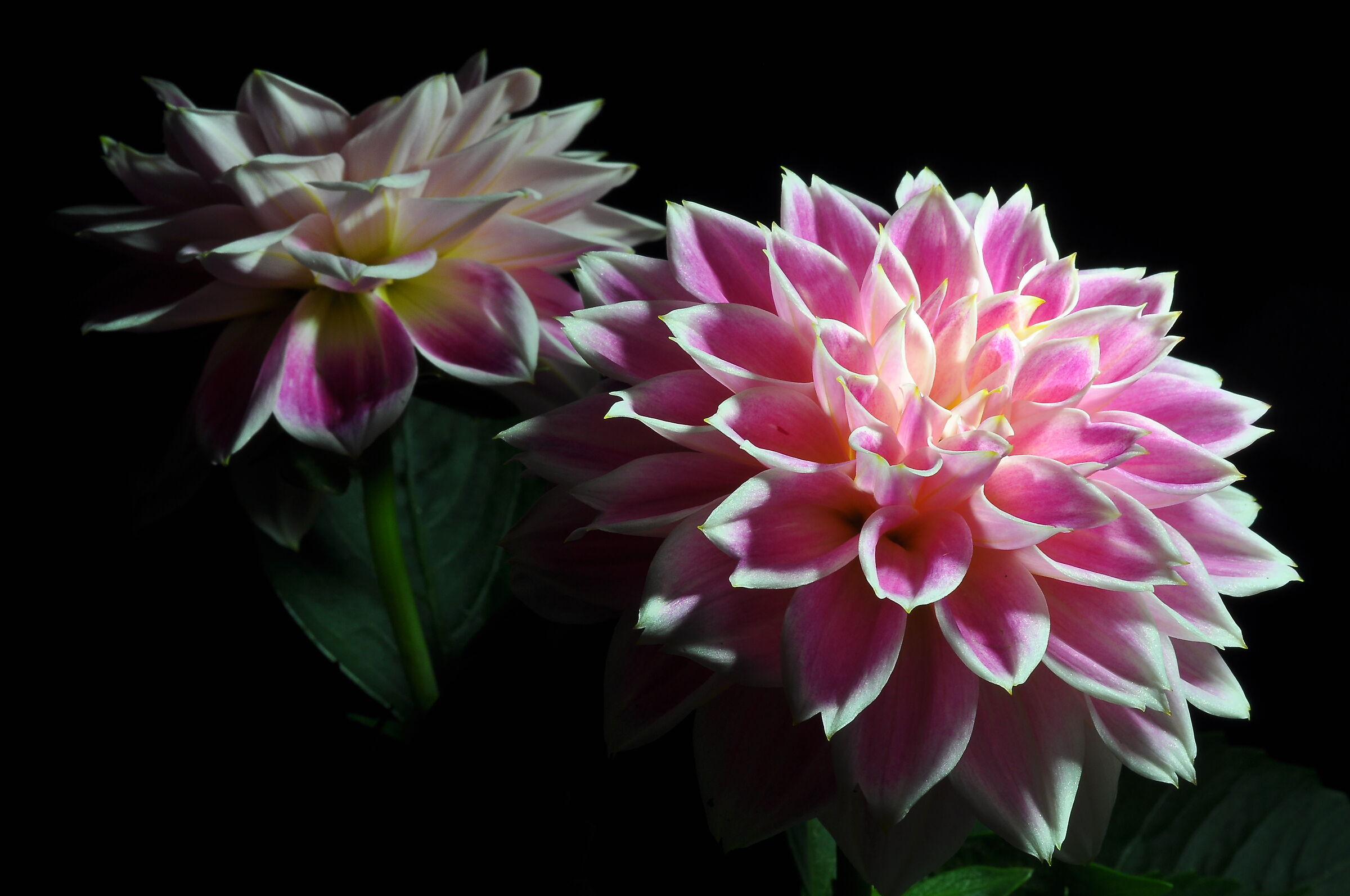 Dahlias