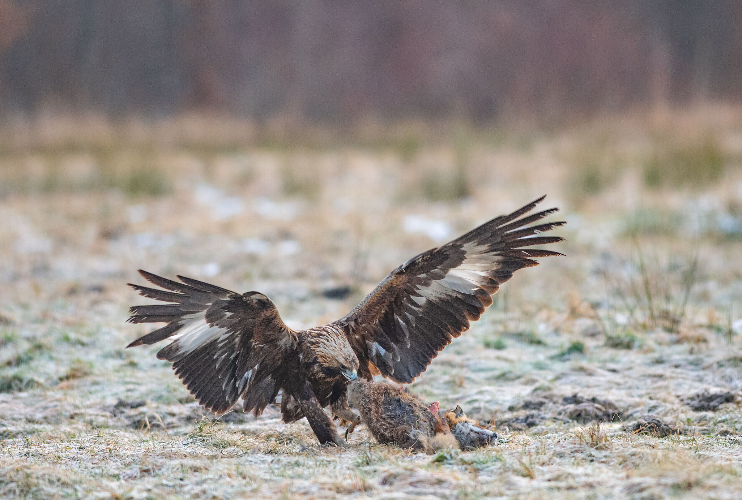 The hard life of the forest II