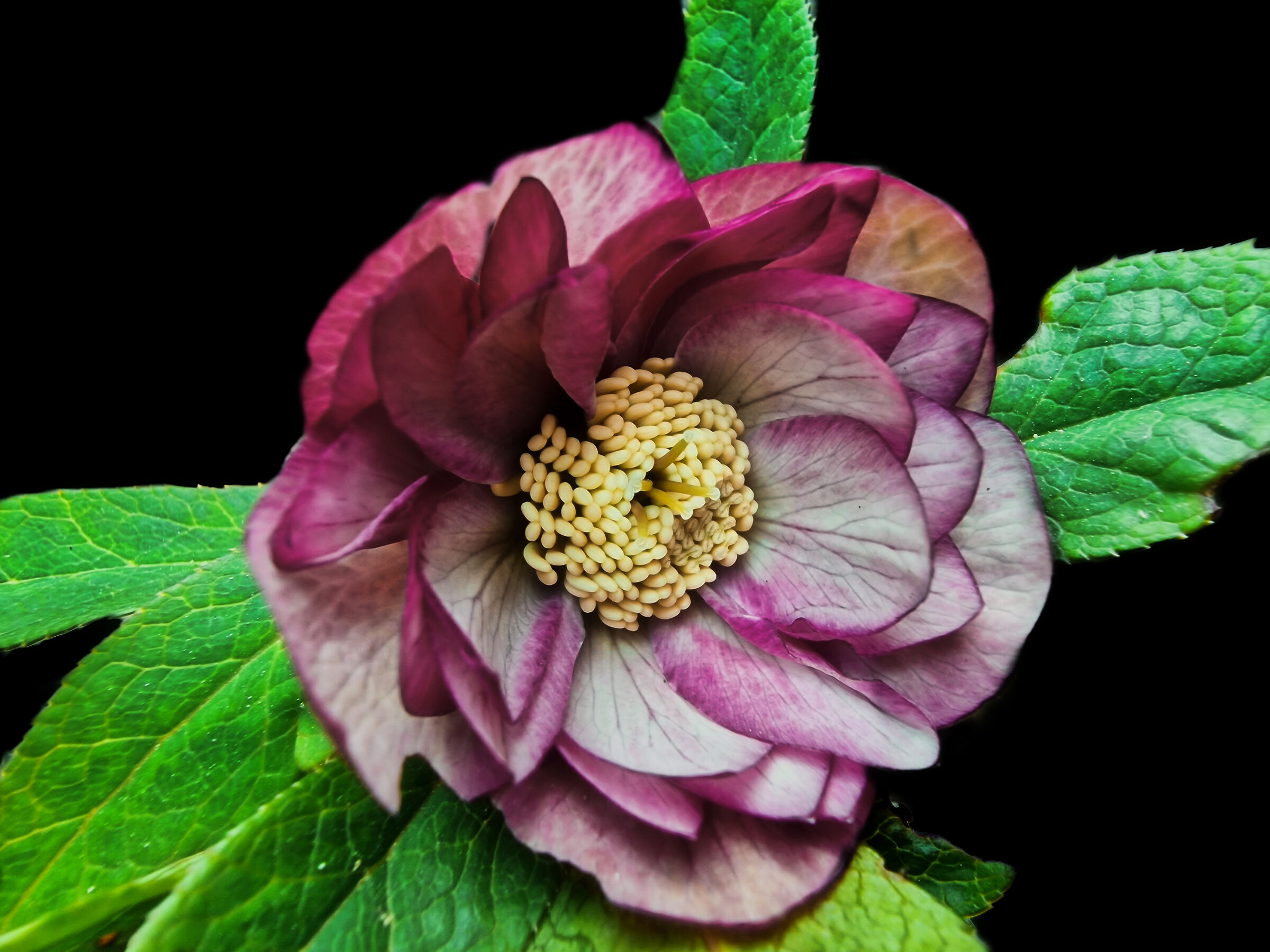 Helleborus double red bicolor