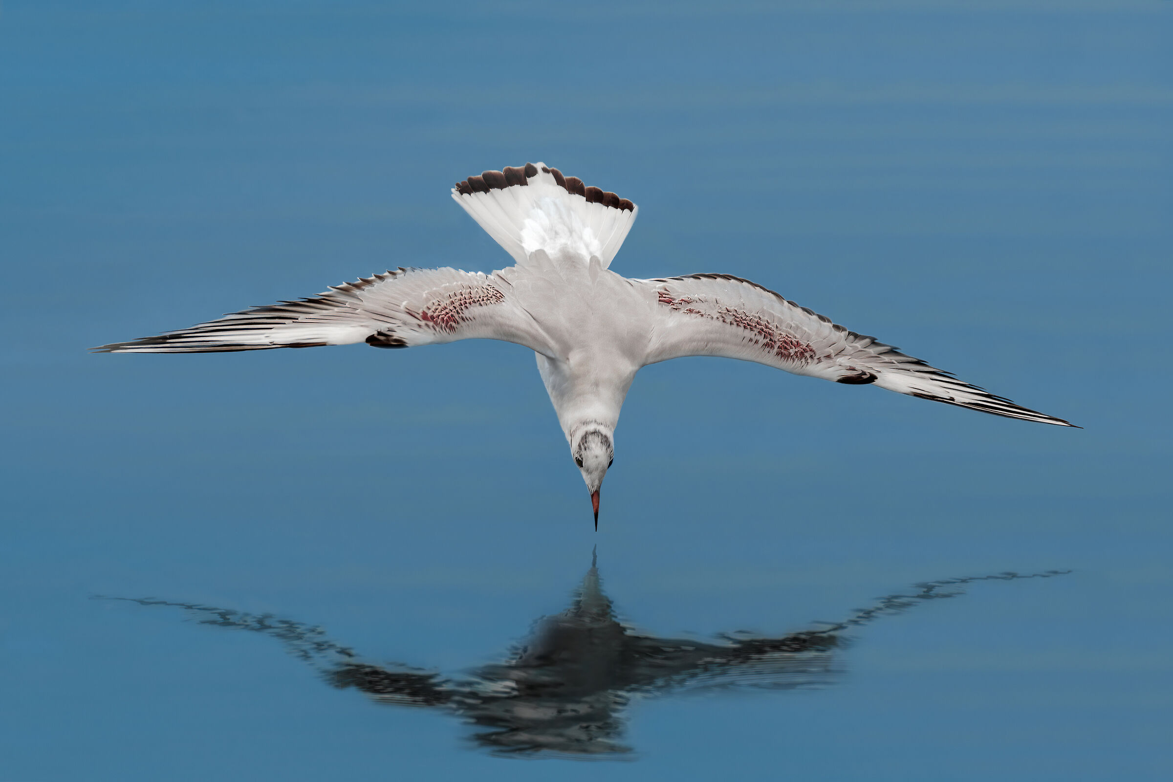 Gabbiano in picchiata