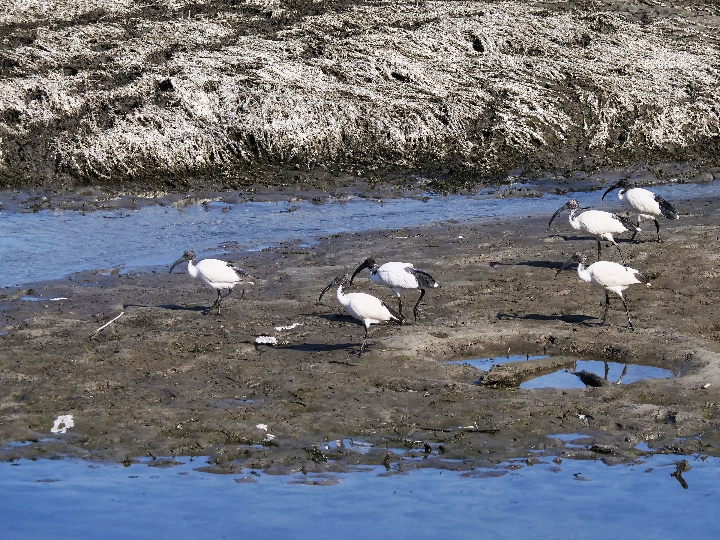 Ibis sacro (Threskiornis aethiopicus)