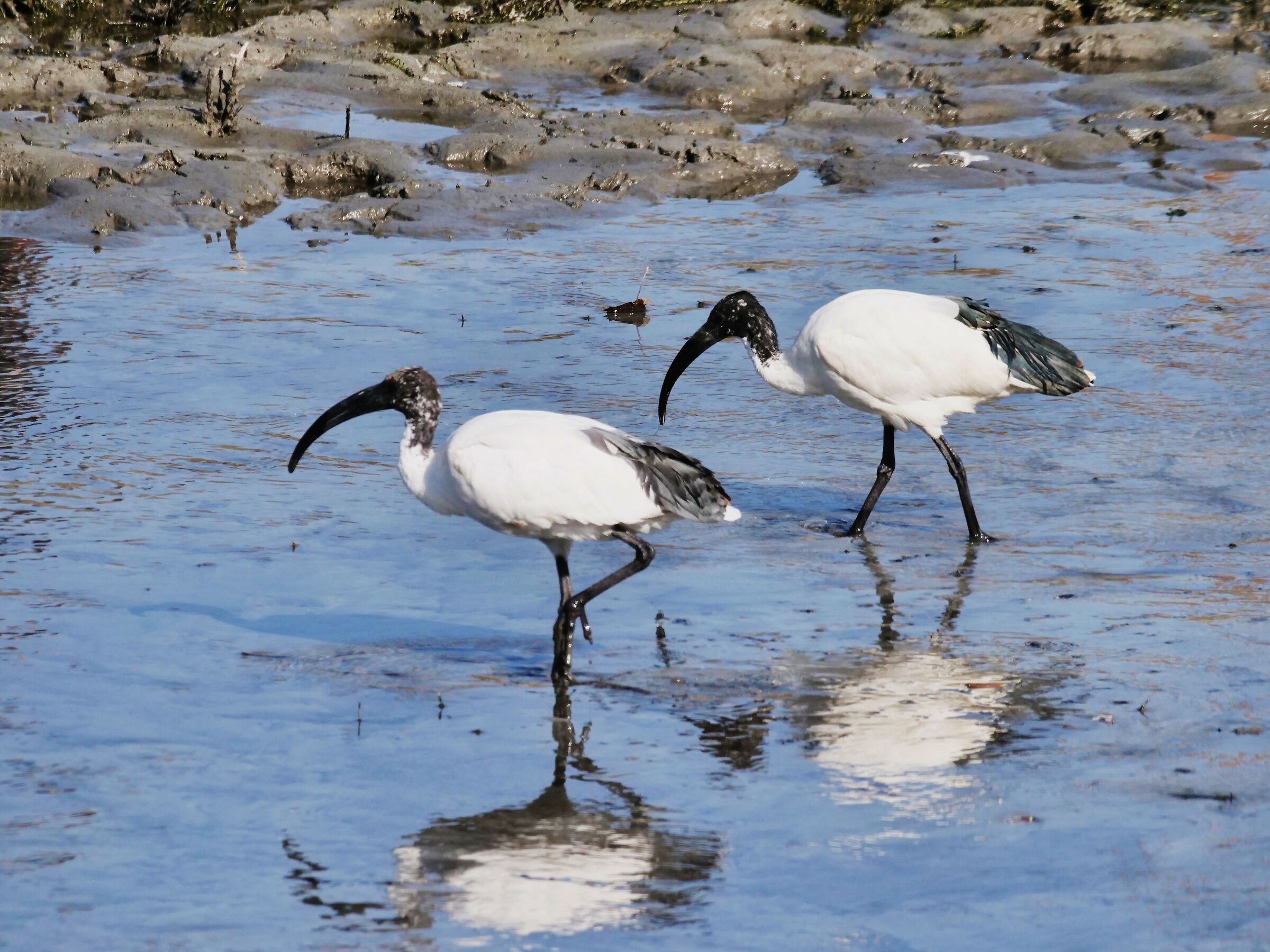 Ibis sacro (Threskiornis aethiopicus)