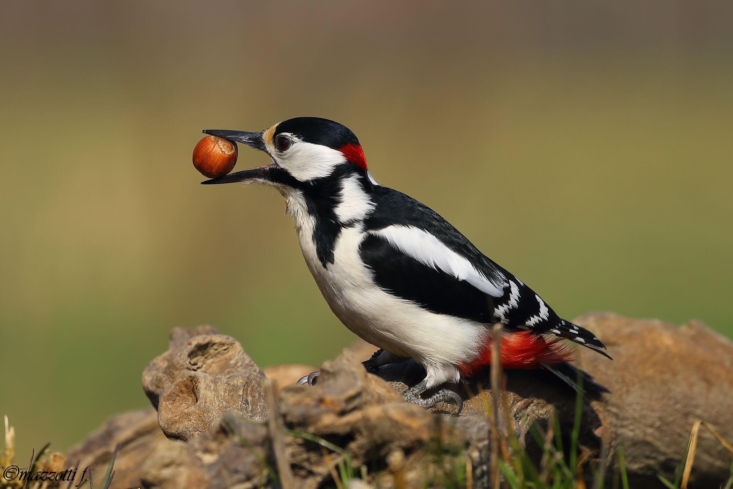 picchio rosso maggiore