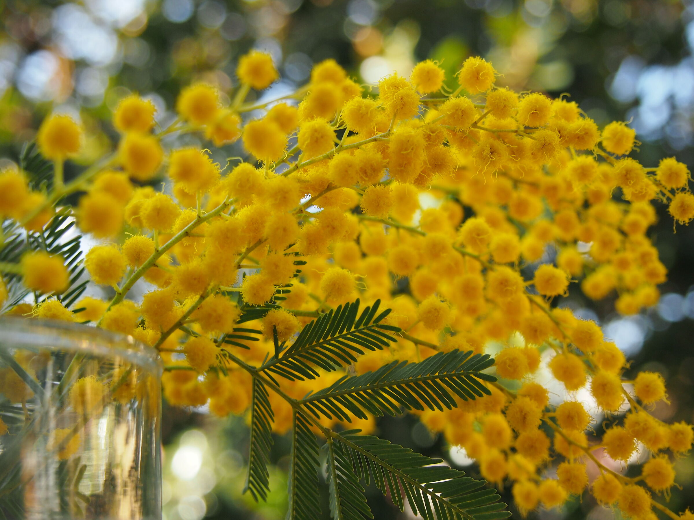mimosa
