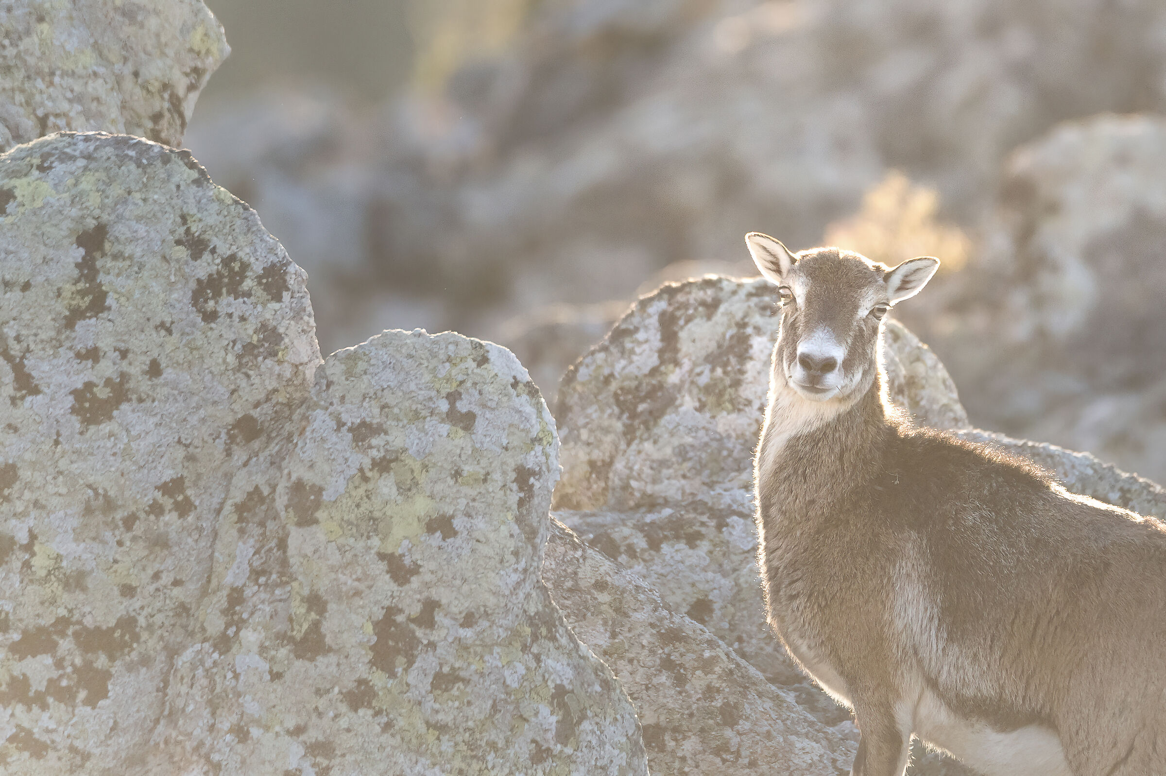 Mufloni sardi al tramonto