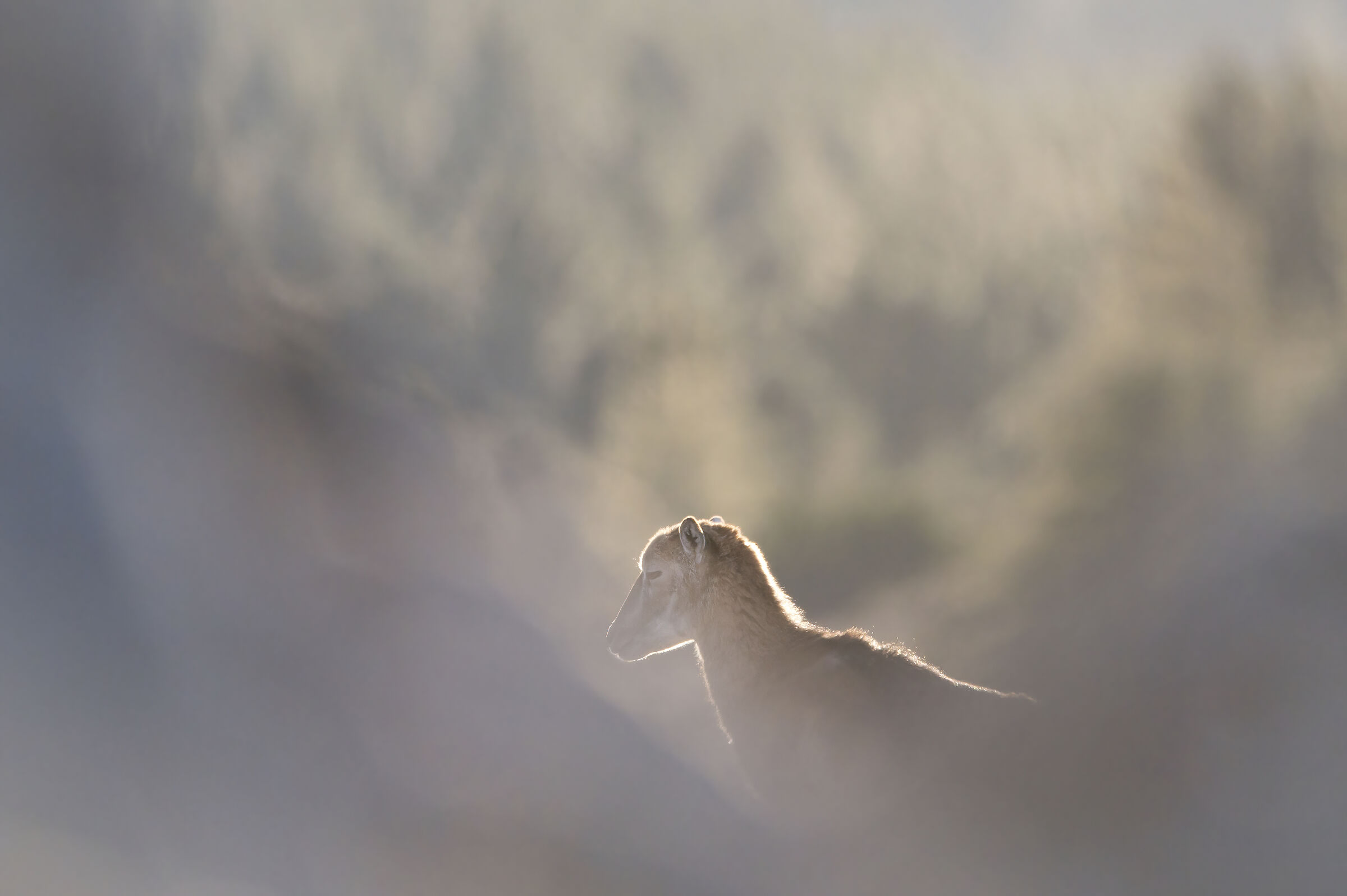 Muflone sardo al tramonto
