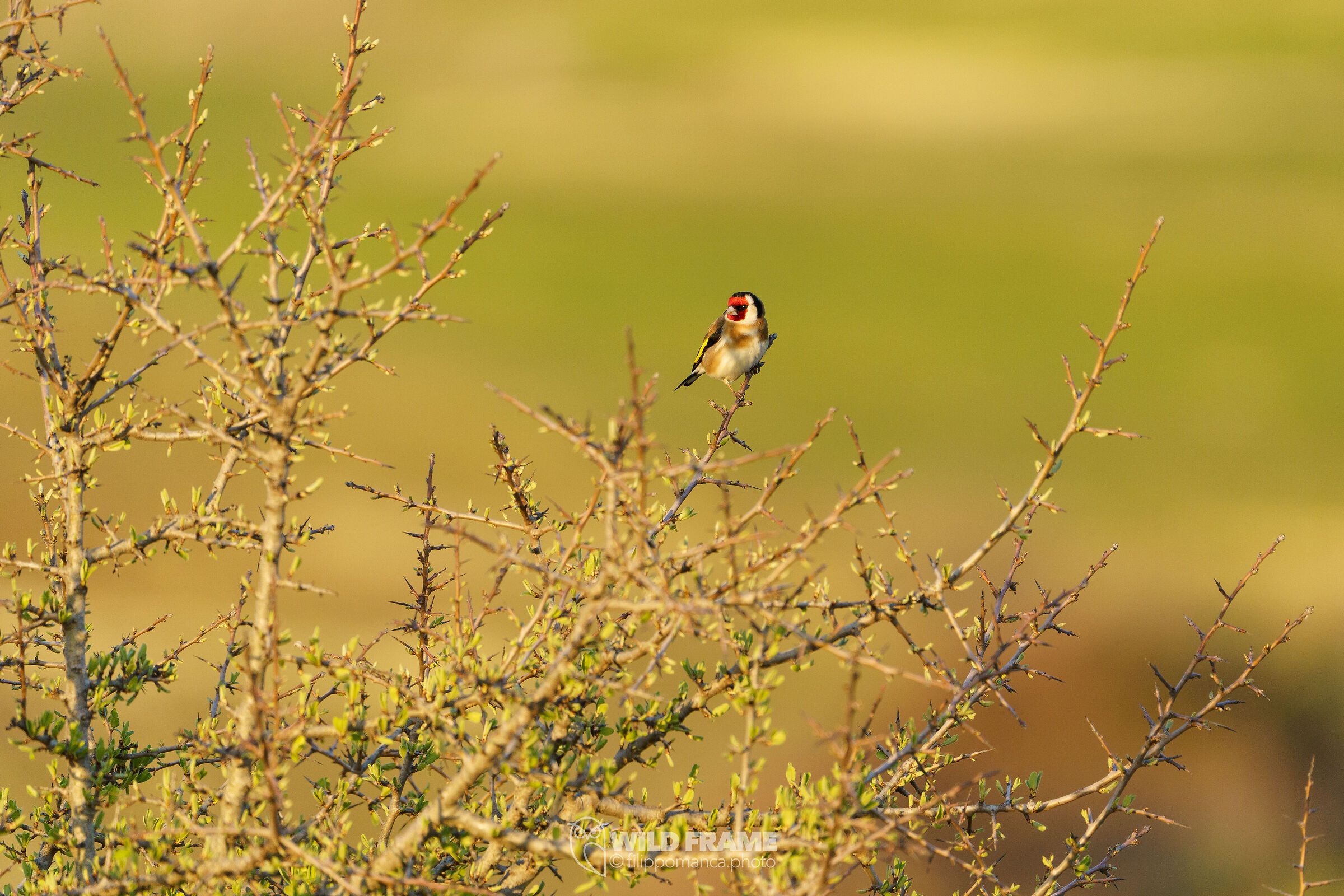 Goldfinch at sunset