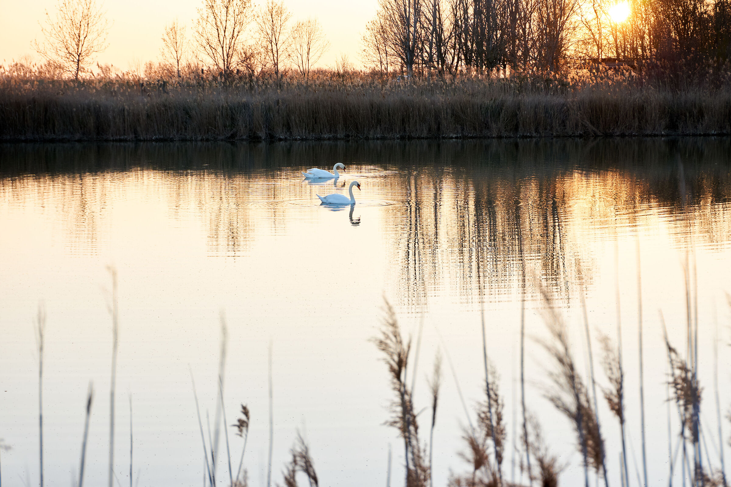 Elegance by nature #2