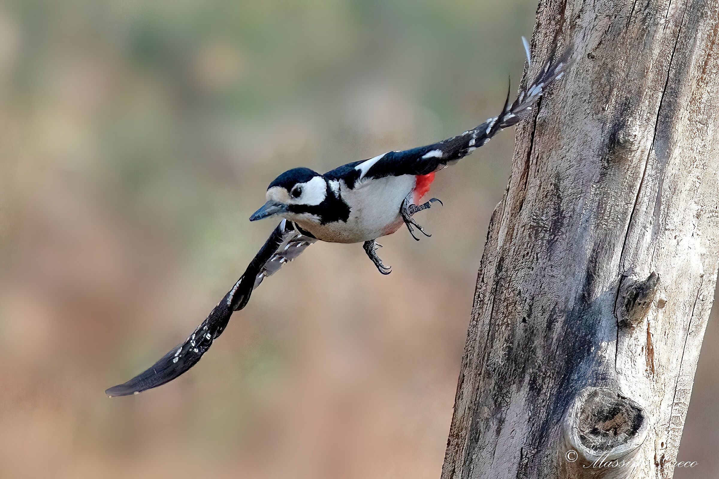 Greater red woodpecker (Dendrocopos major)