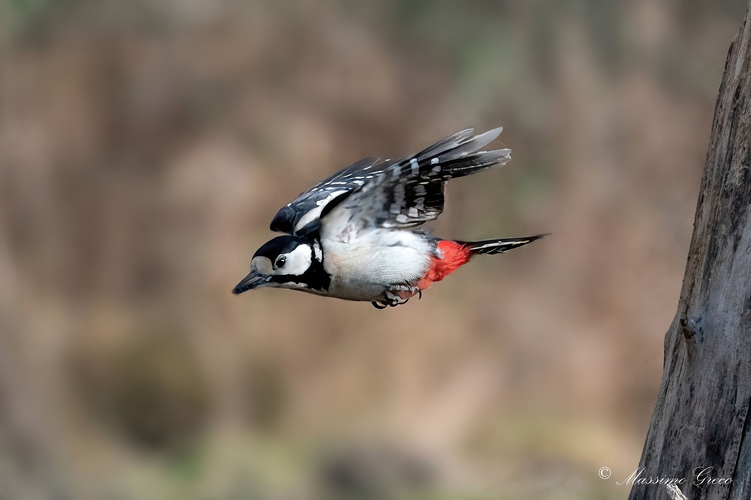 Greater red woodpecker (Dendrocopos major)