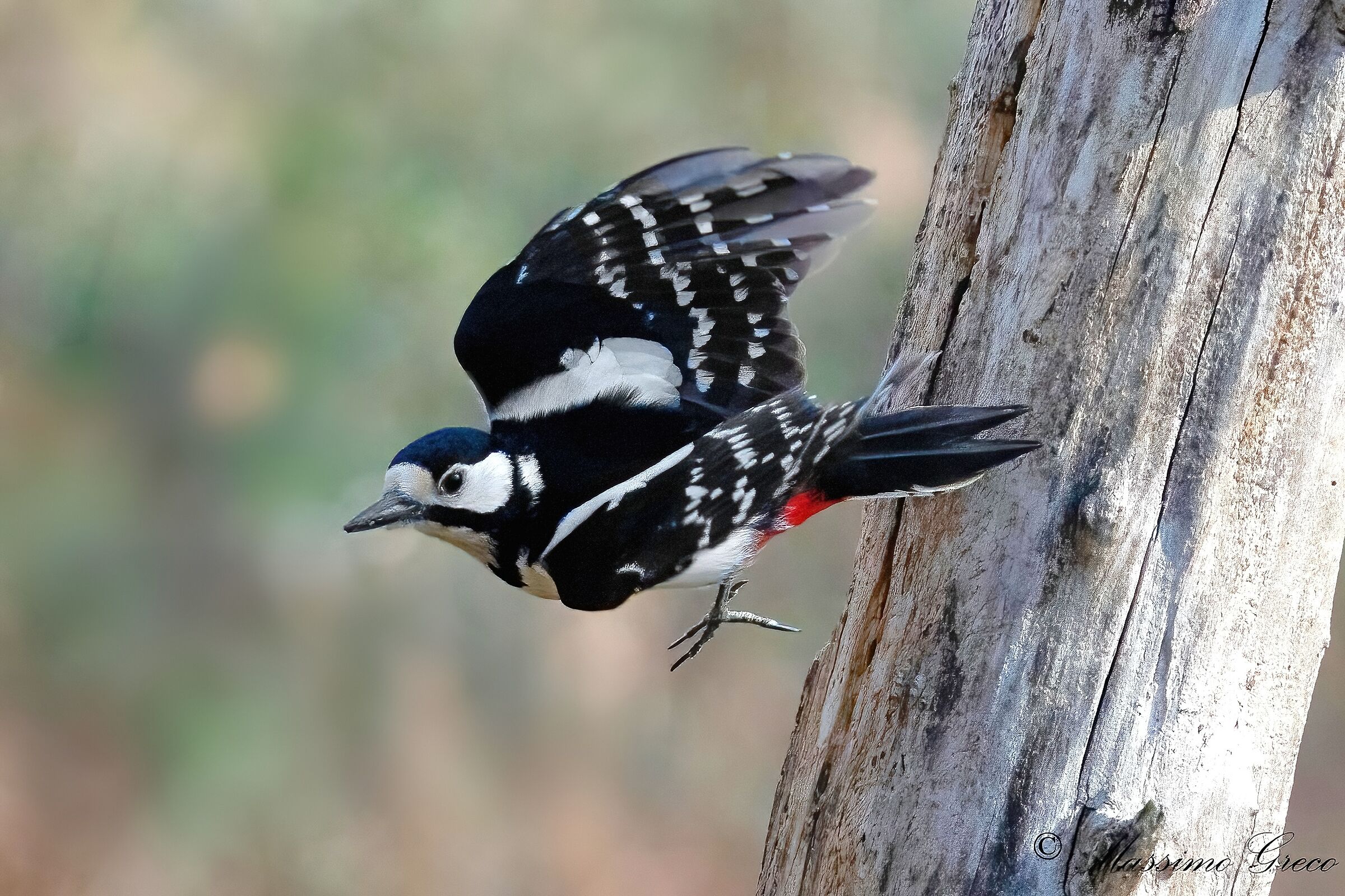 Picchio rosso maggiore (Dendrocopos major)