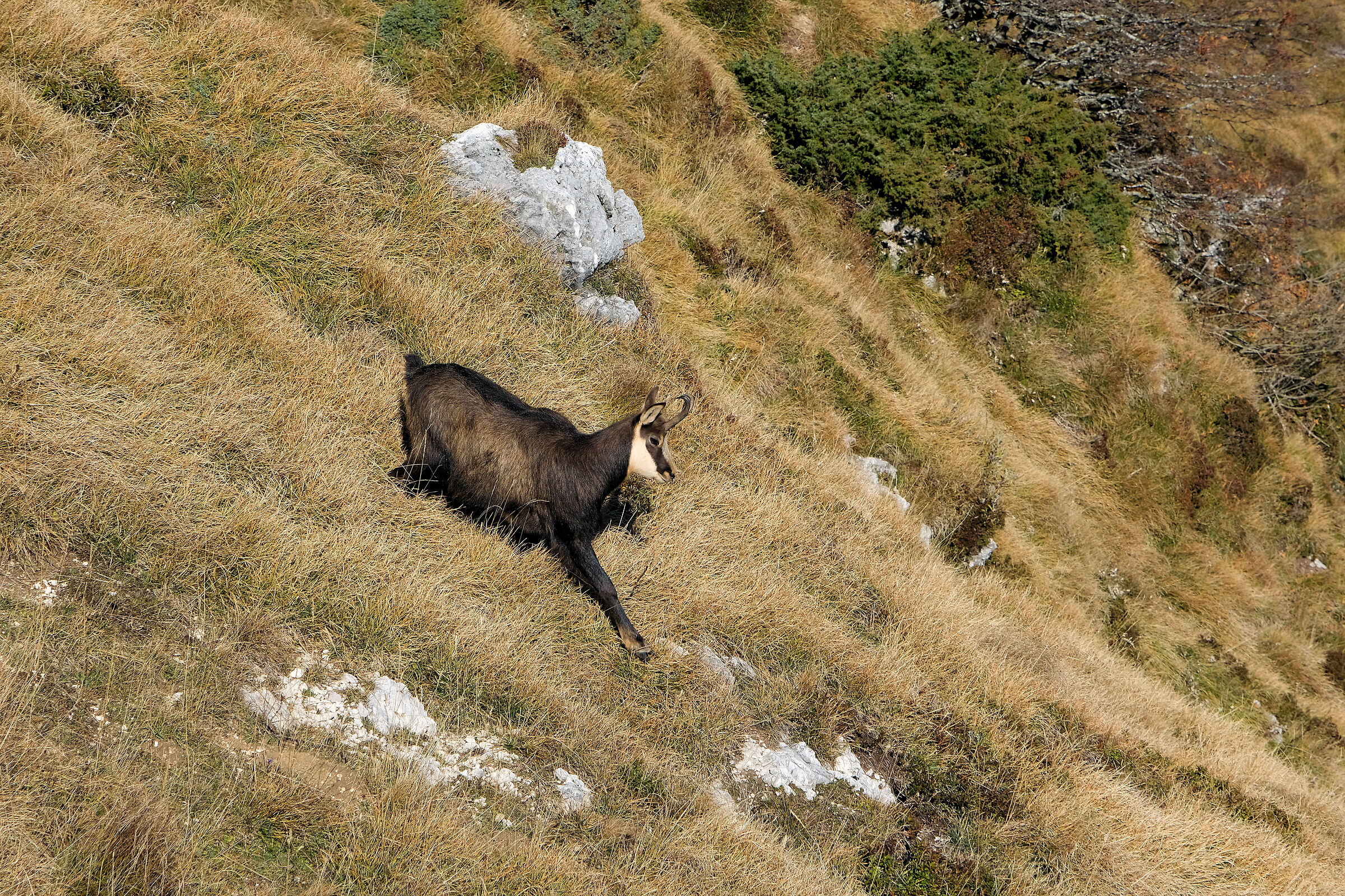 Camoscio (a)scendente (ariete o capricorno)