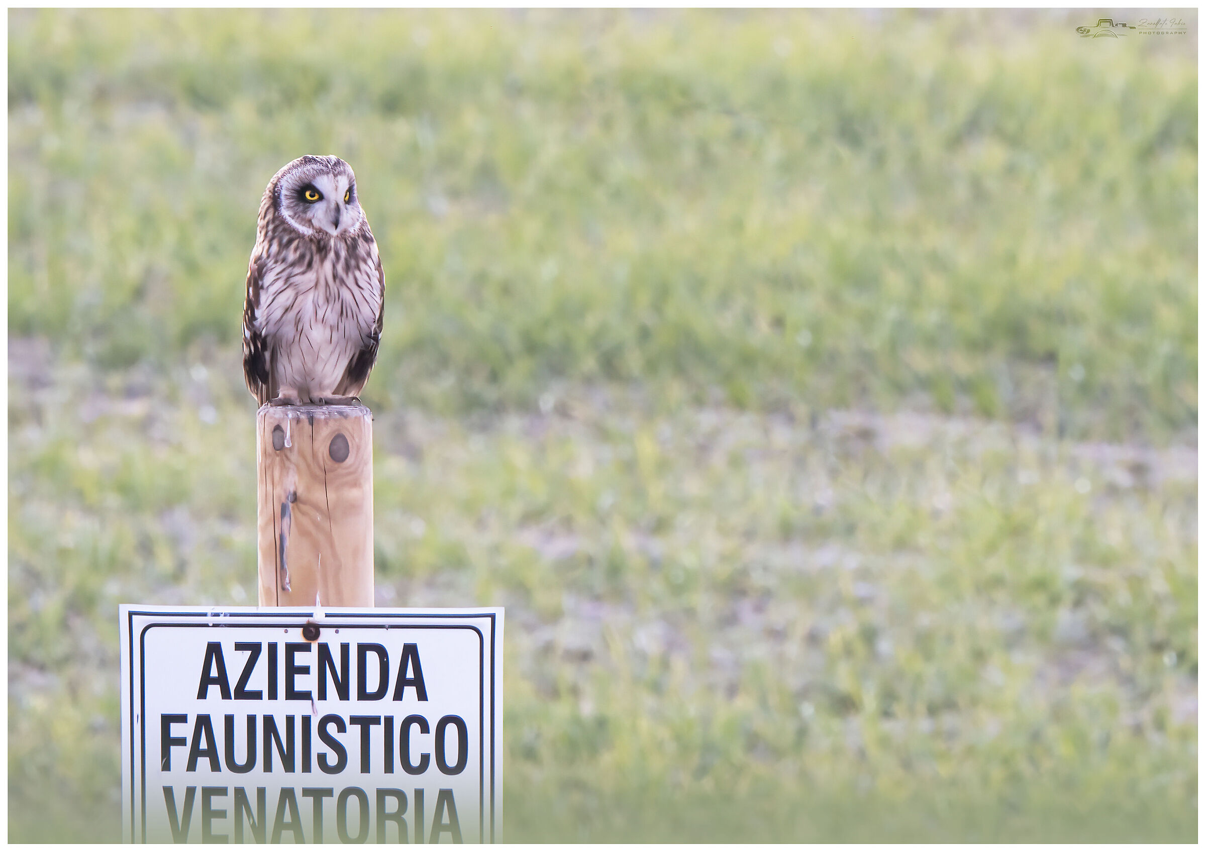 Marsh Owl February 2022