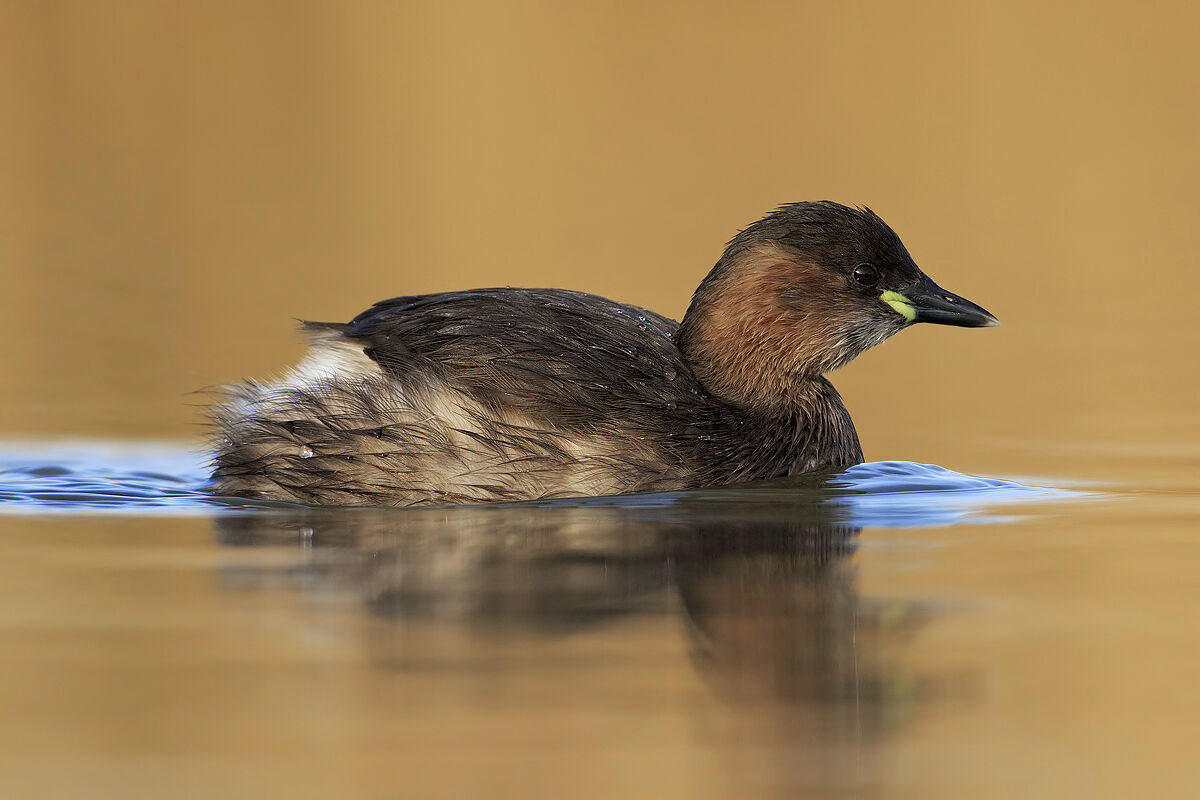 Dabchick