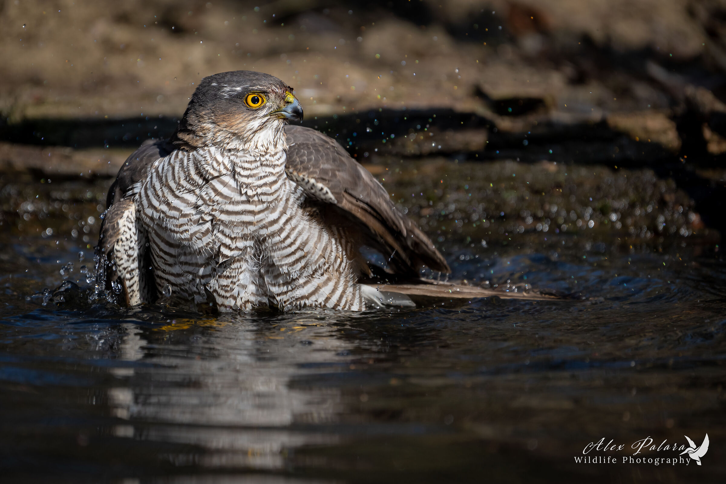 Sparviere al bagno