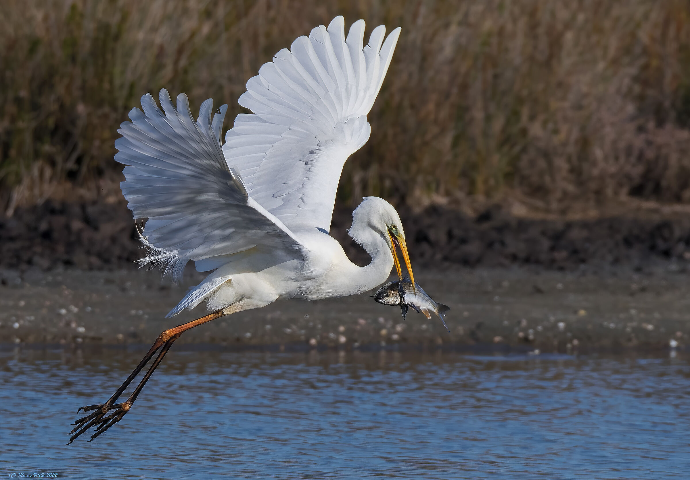 Great White Heron (Casmerodius albus)