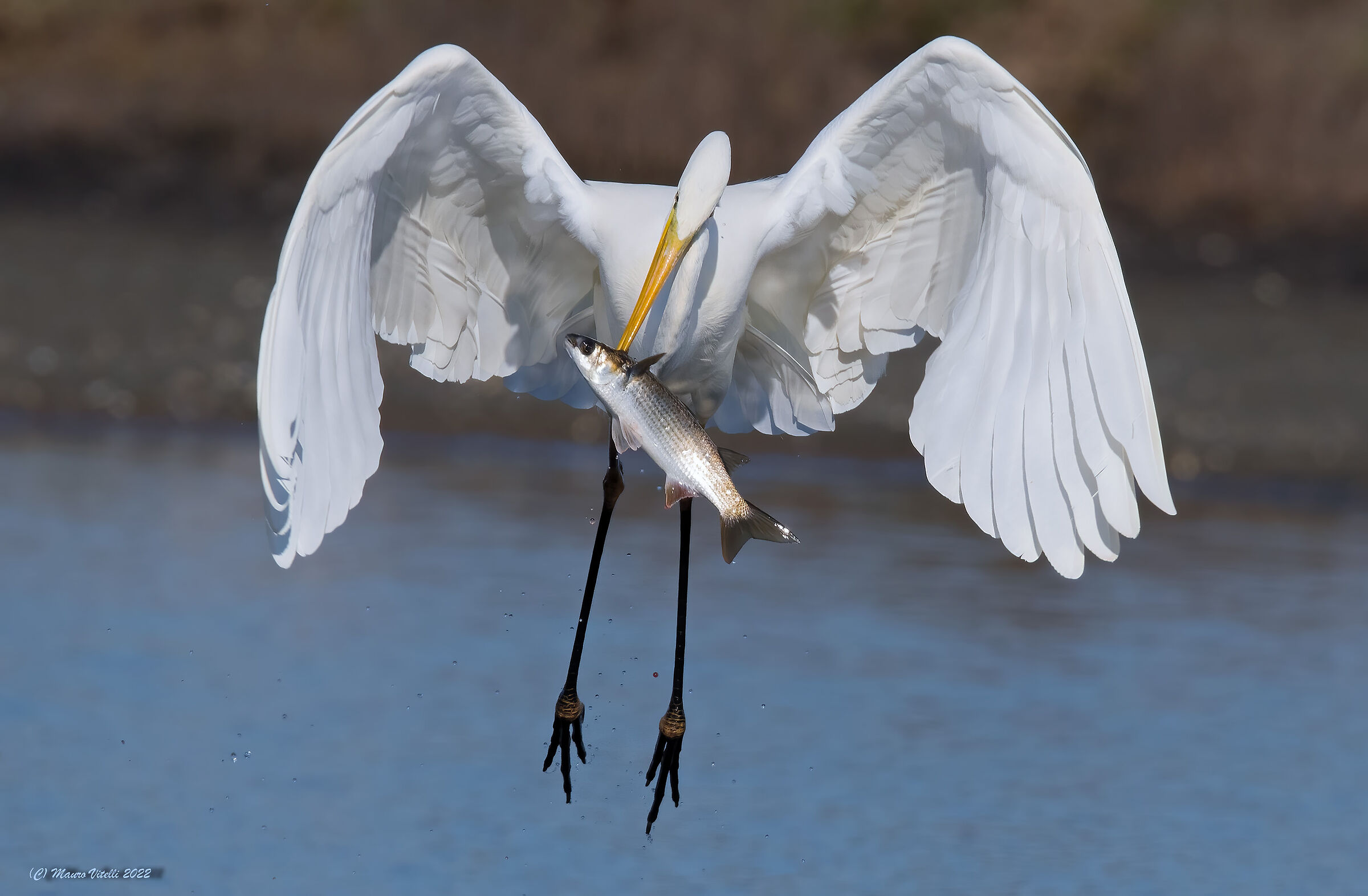 Great White Heron (Casmerodius albus)