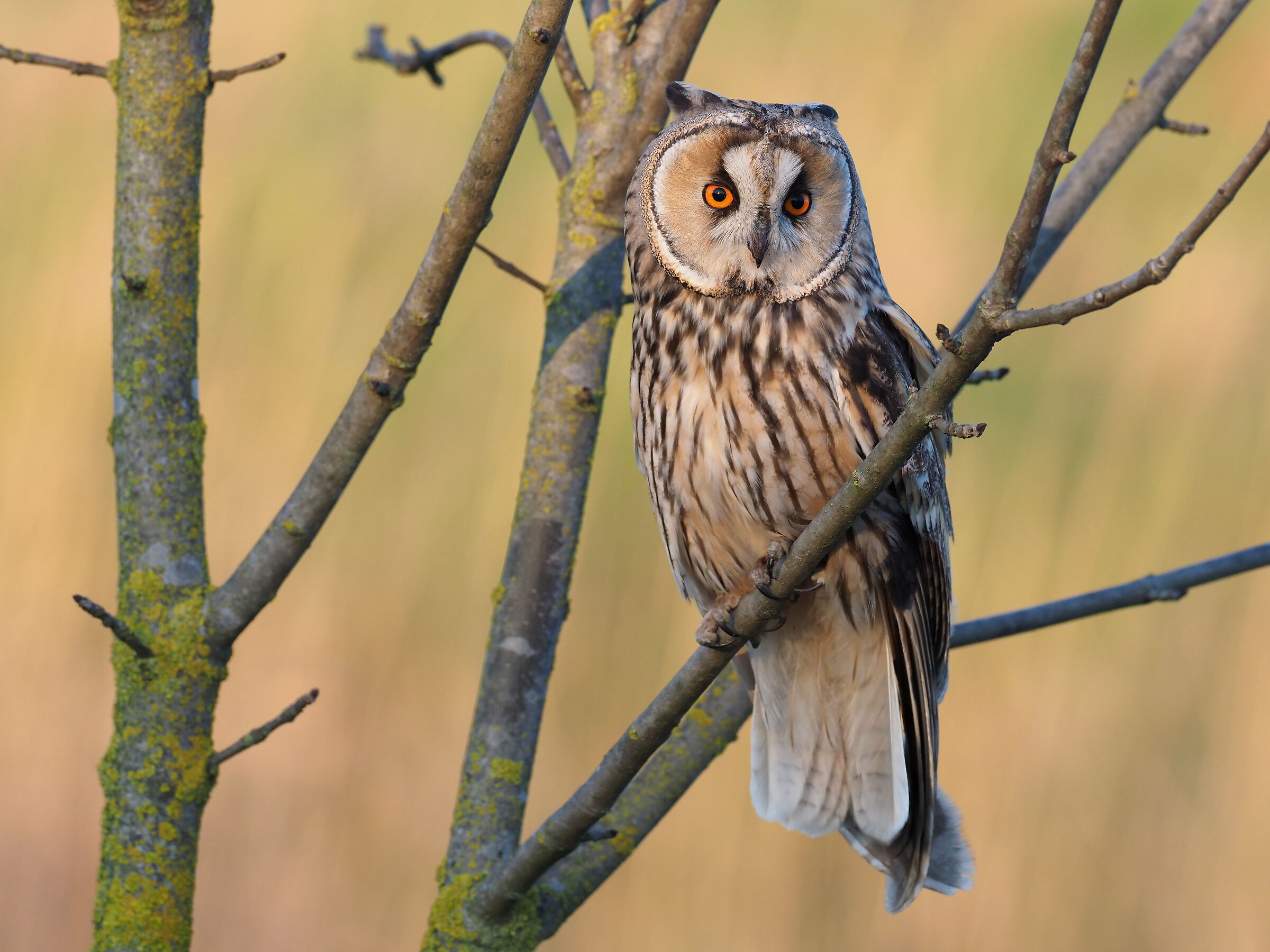Long-eared owl