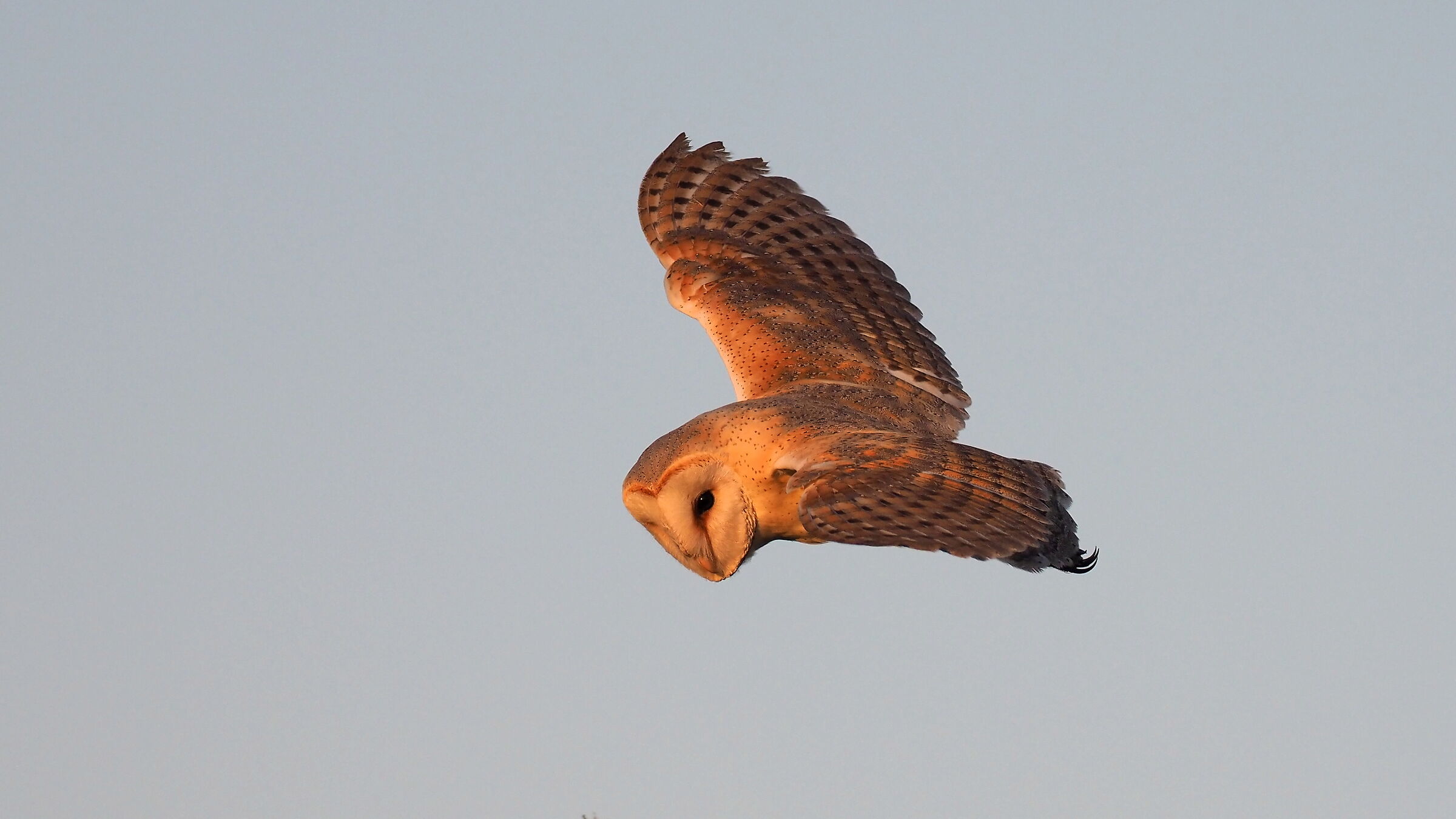 Barn owl