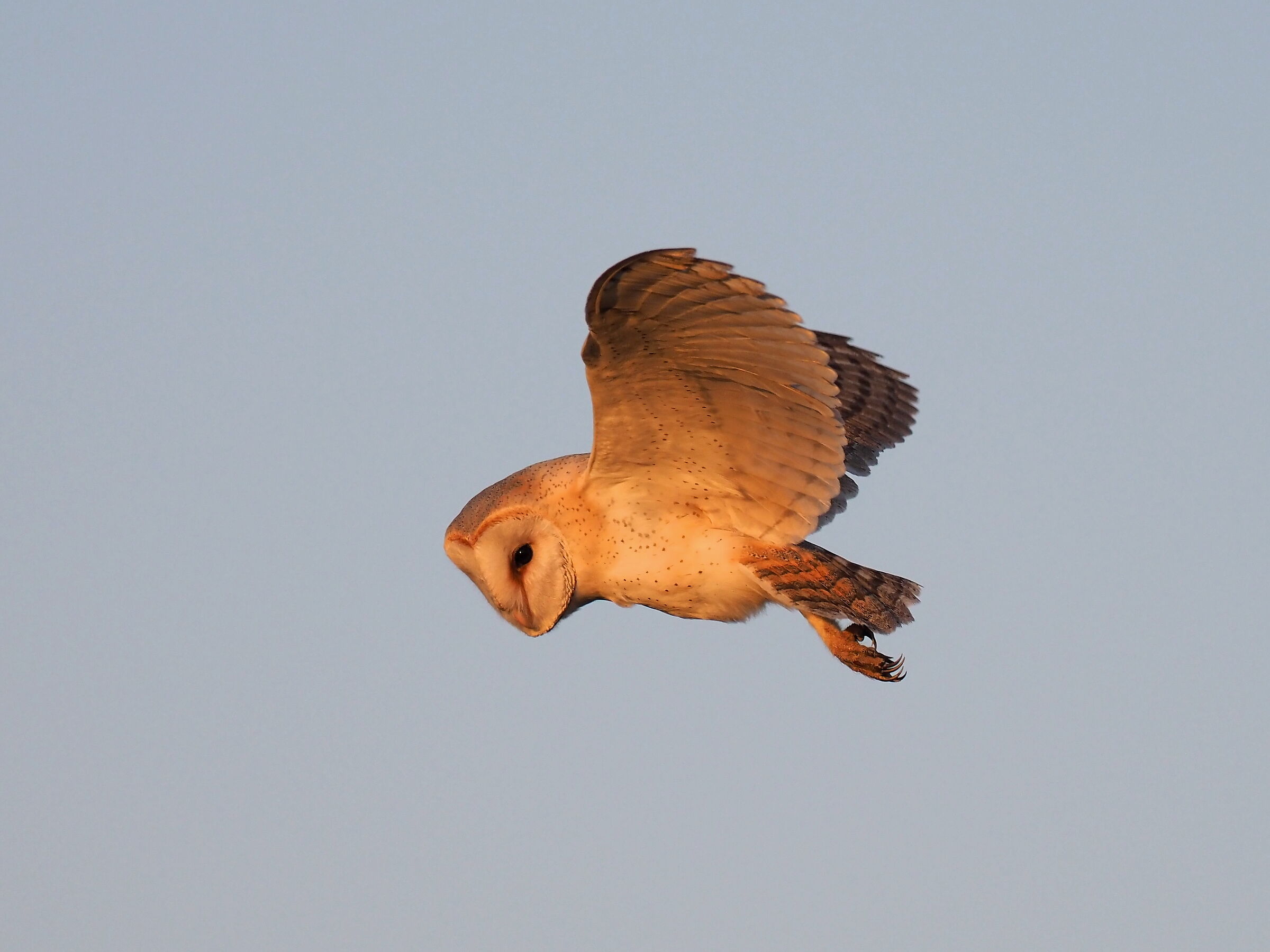 Barn owl