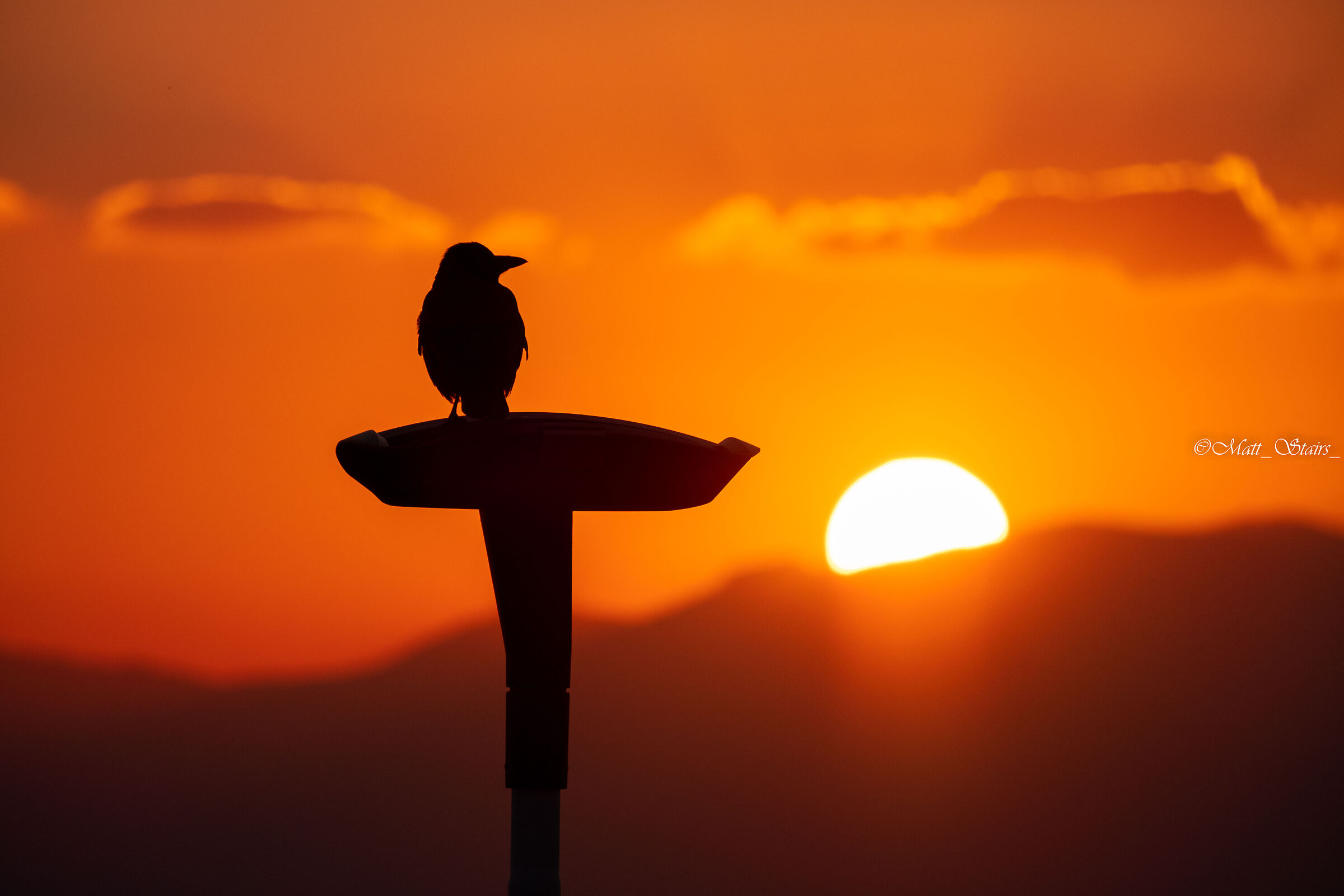 Il corvo al tramonto