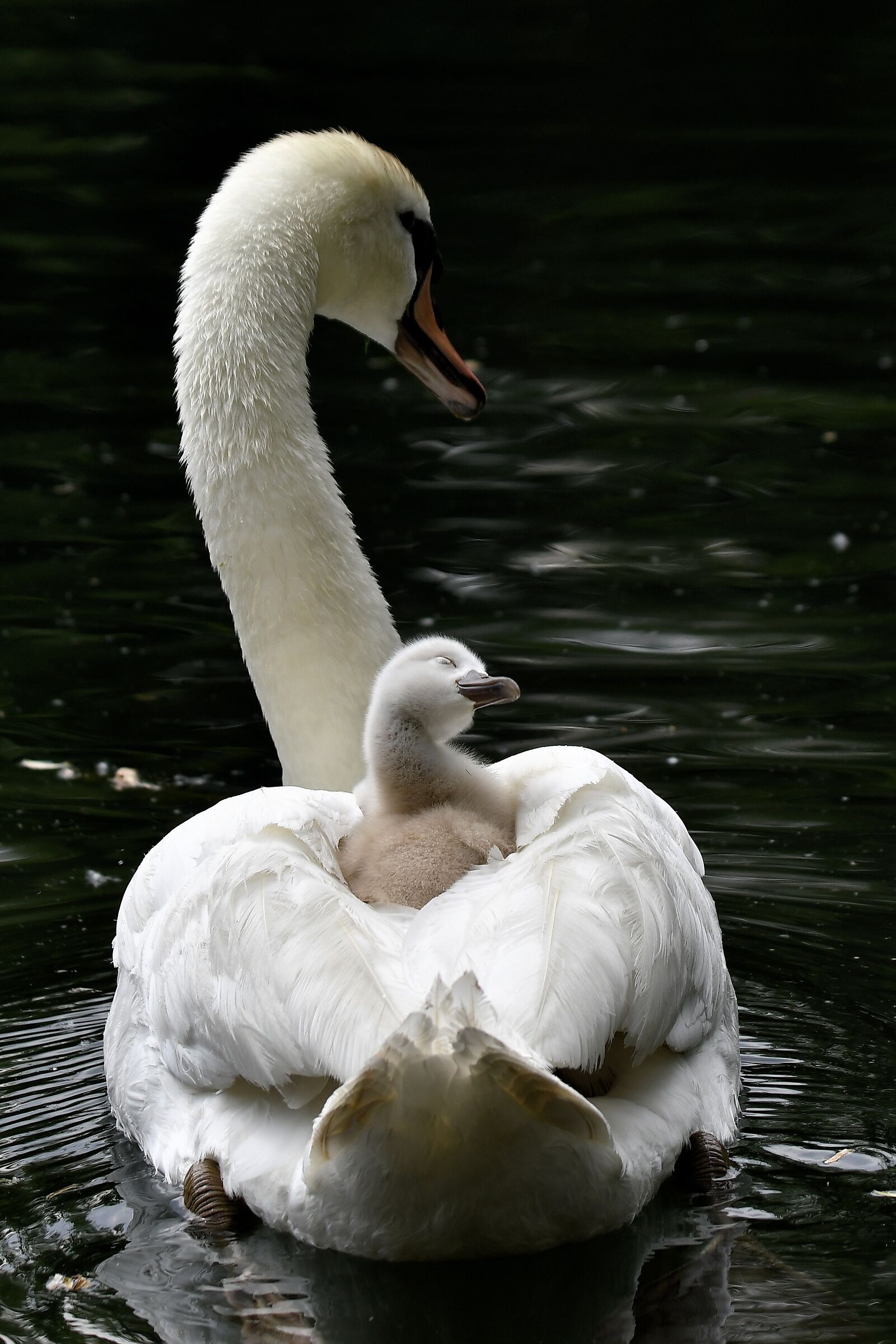 Amore incondizionato