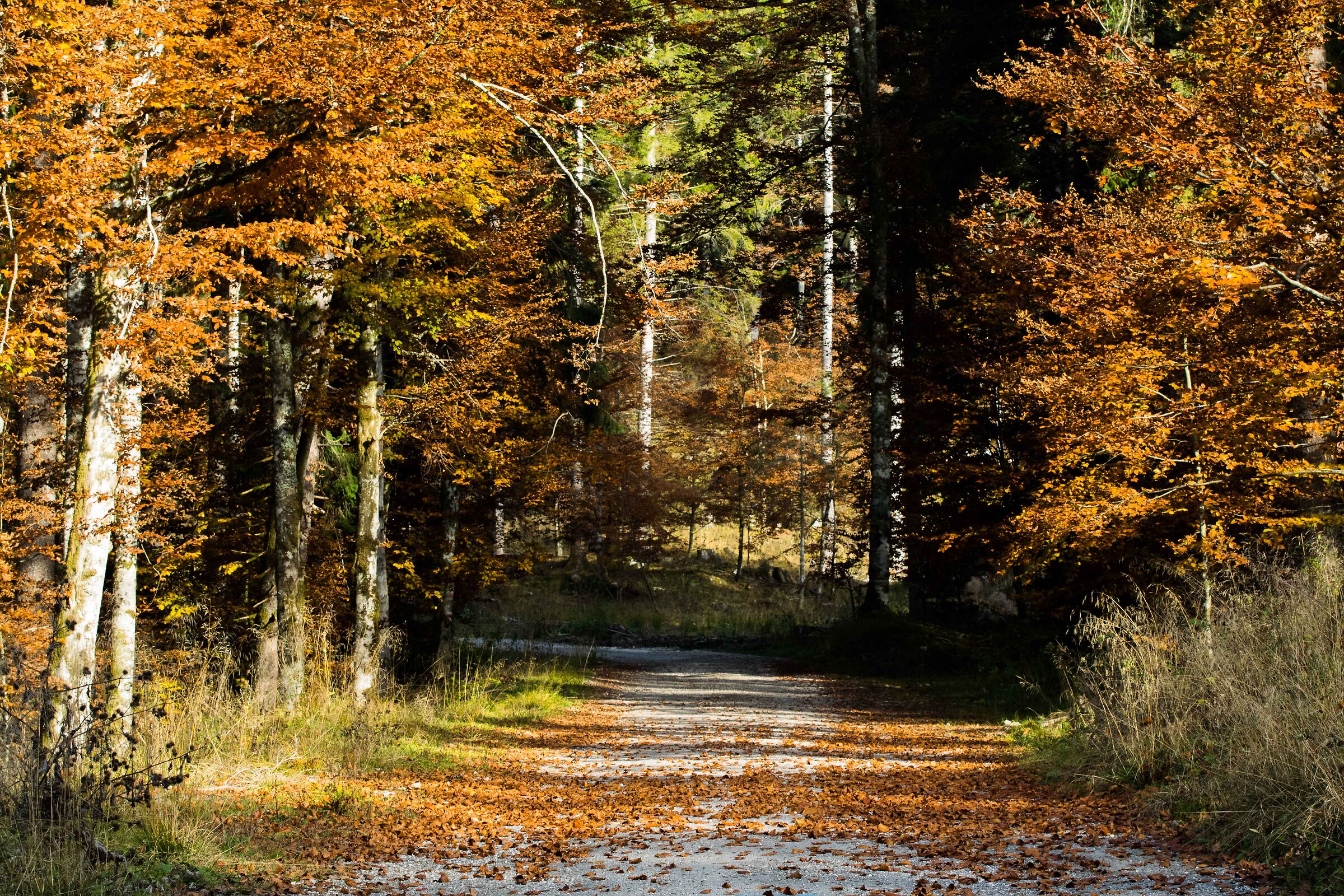 Foliage in Cansiglio