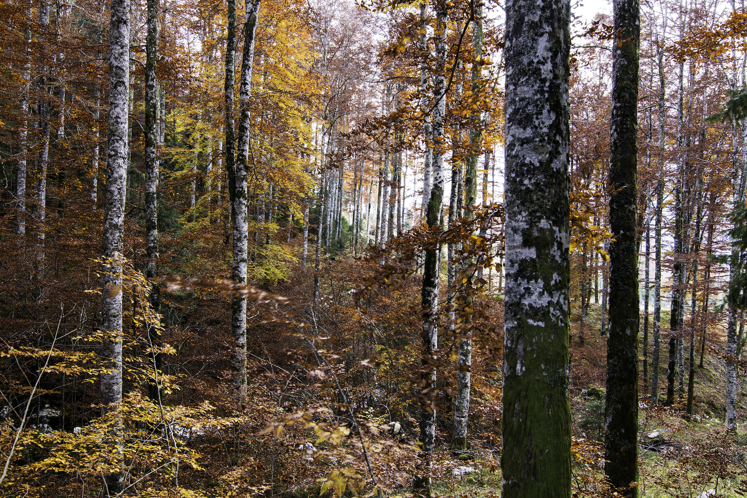 Foliage in Cansiglio 2