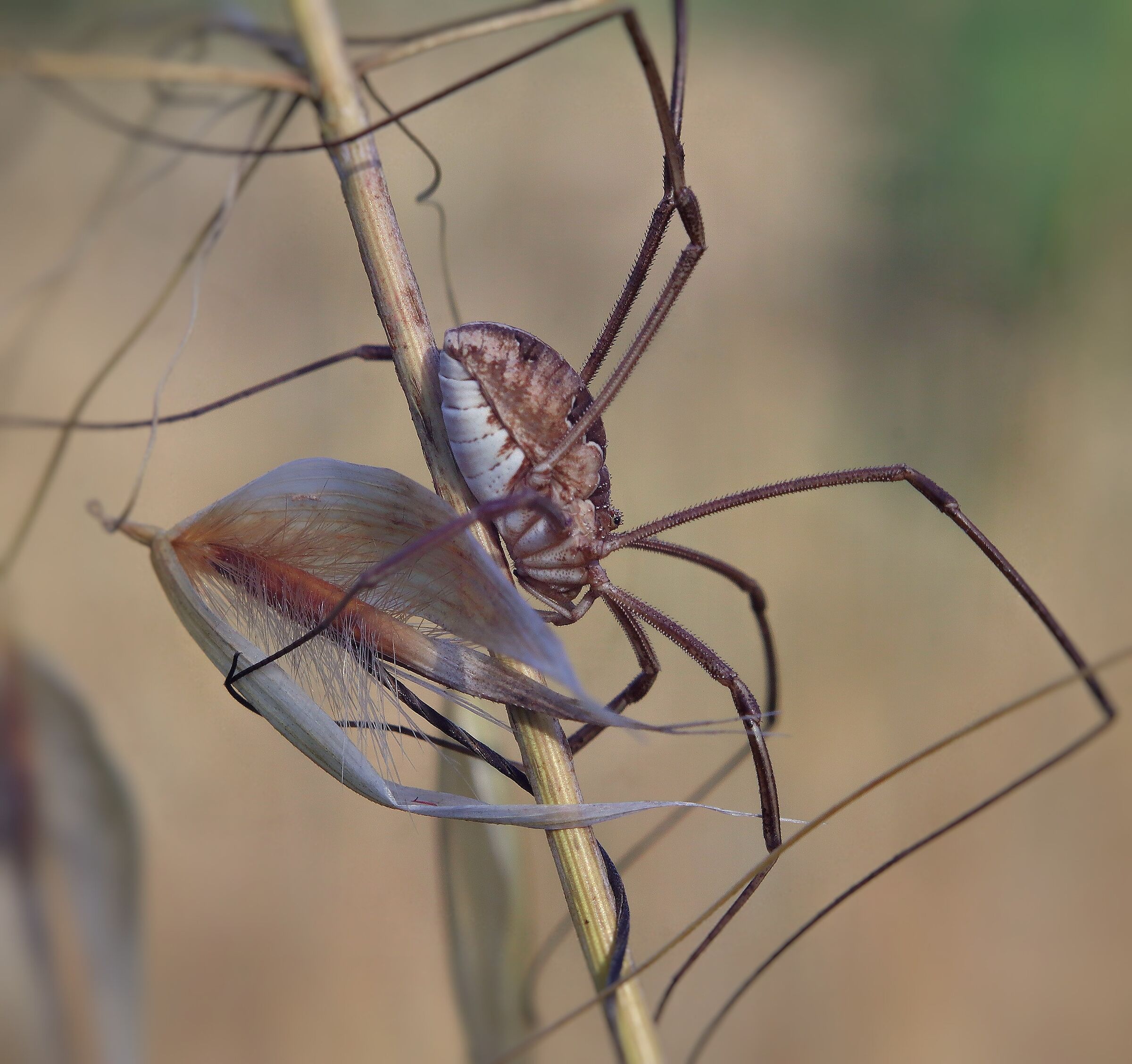 Metaphalangium cirtanum