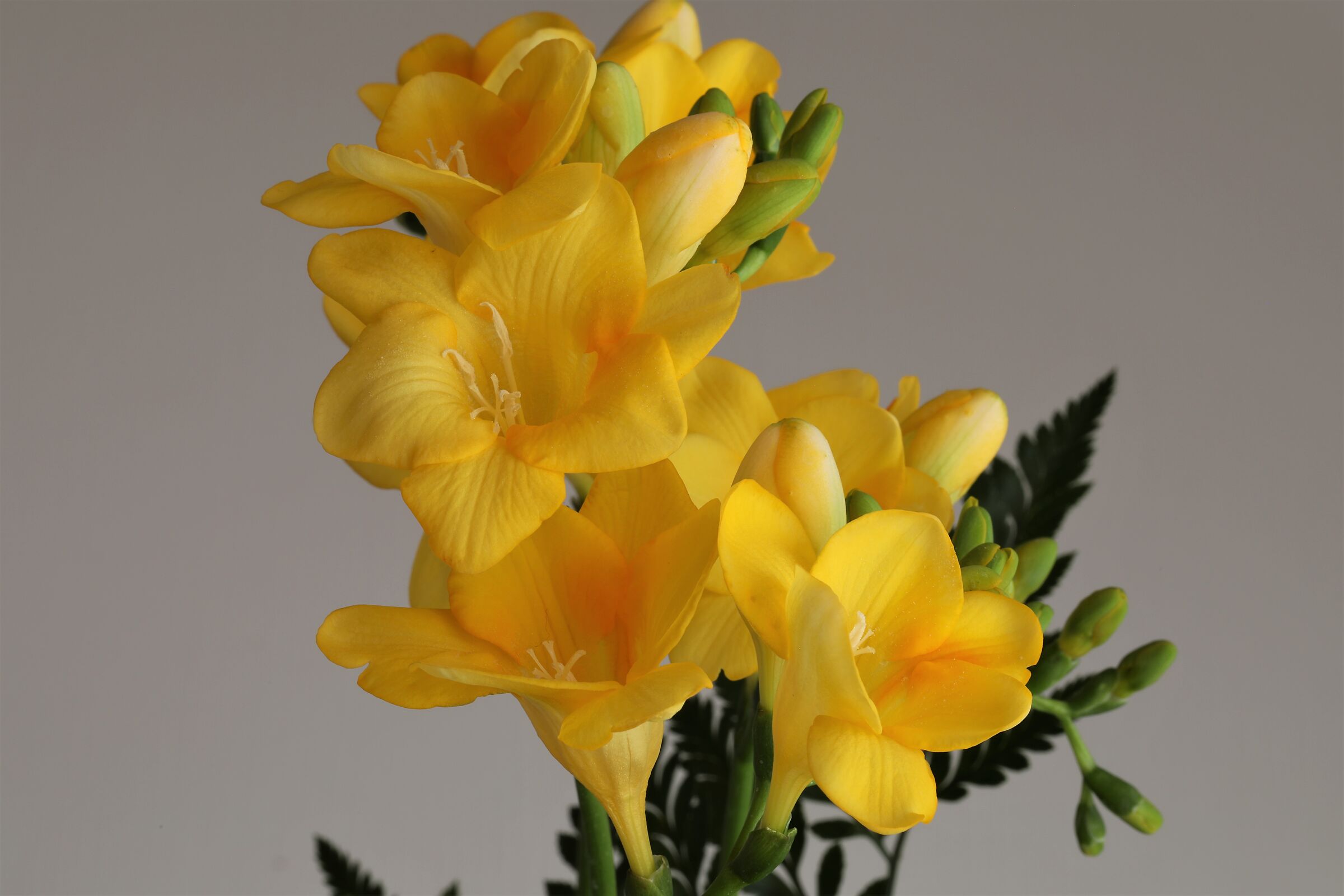 Freesias