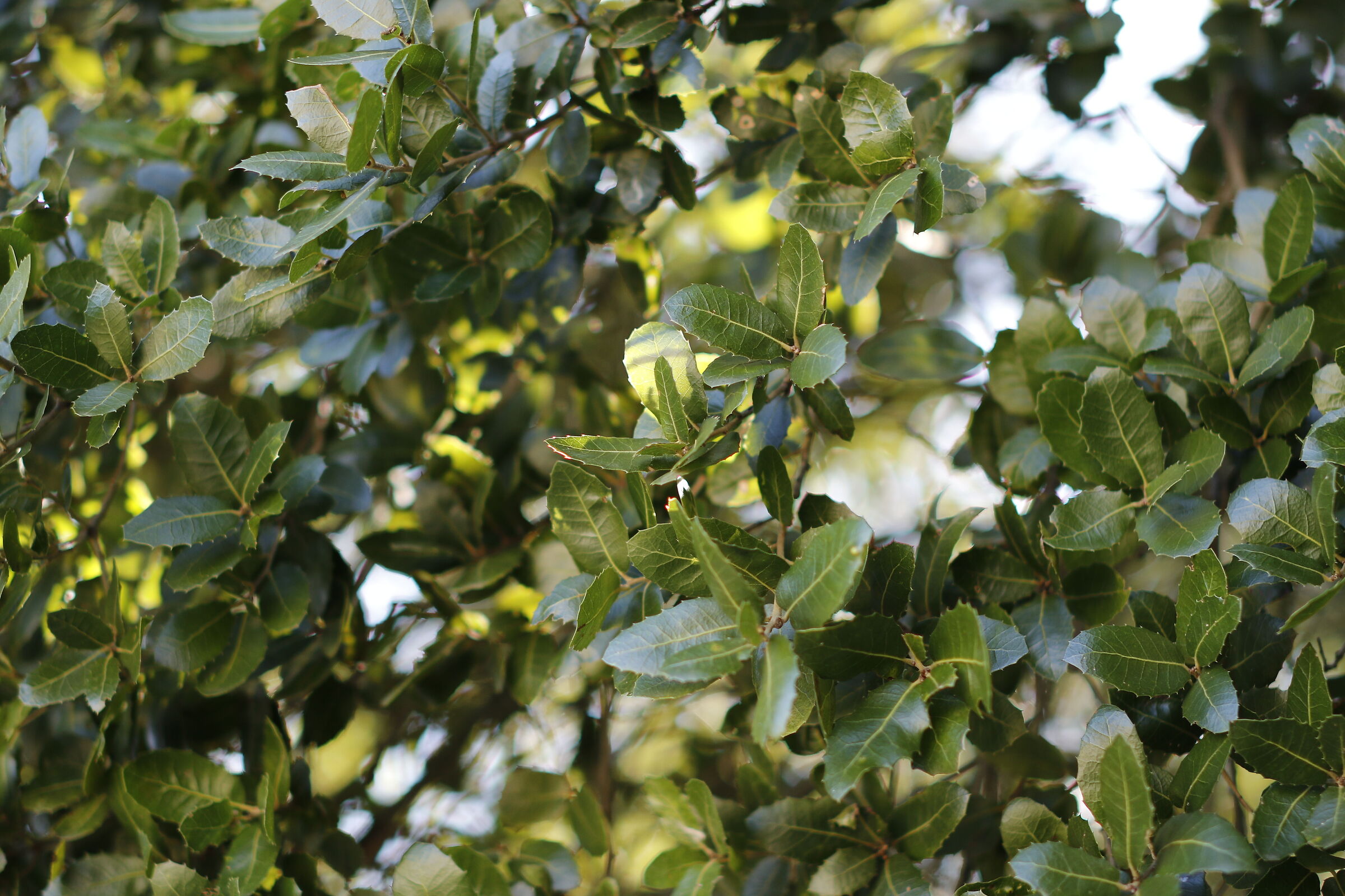 F. 1.4 / Milvus Zeiss 50, 1.4- Canon 7D II