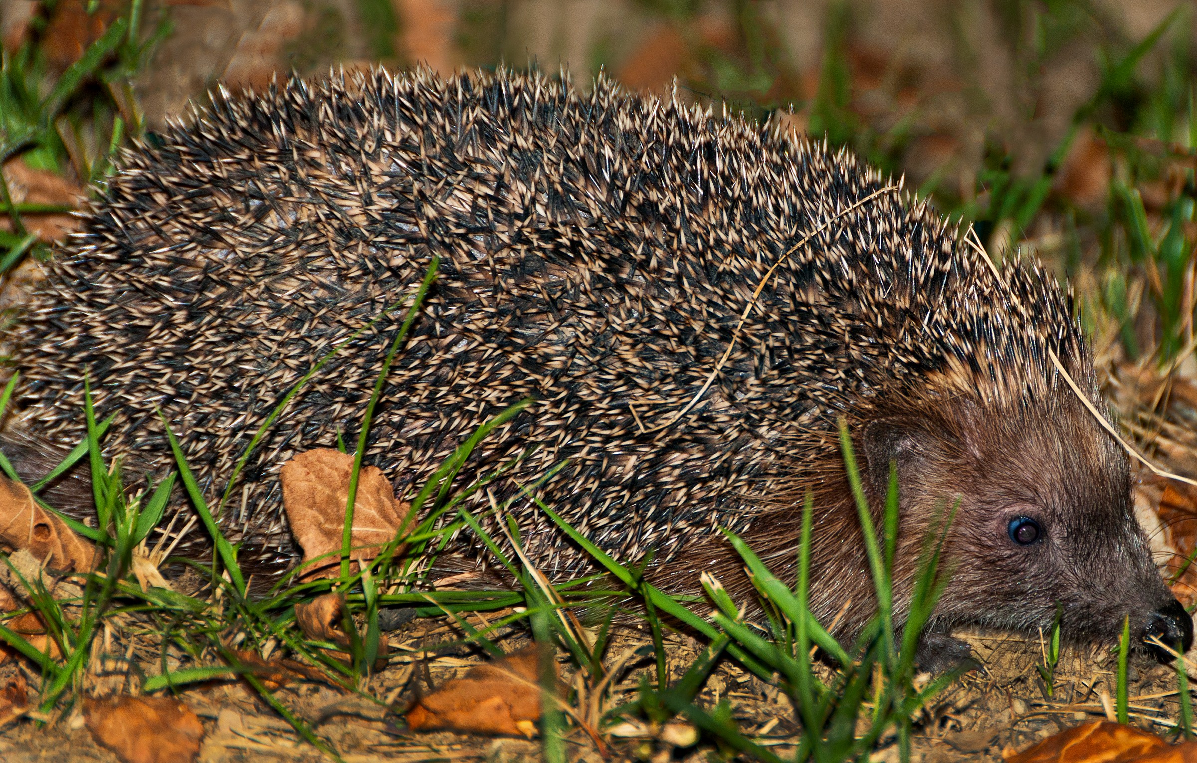 Hedgehog