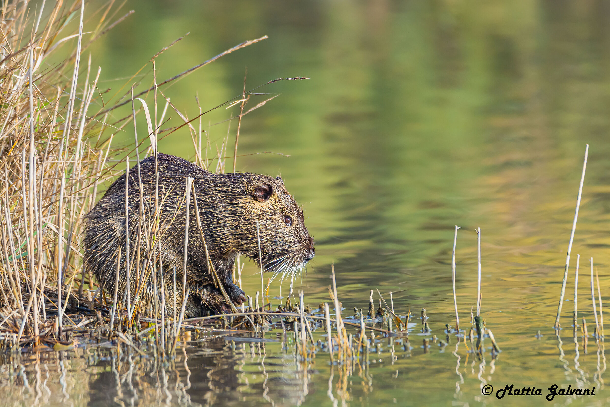 Nutria in lavaggio