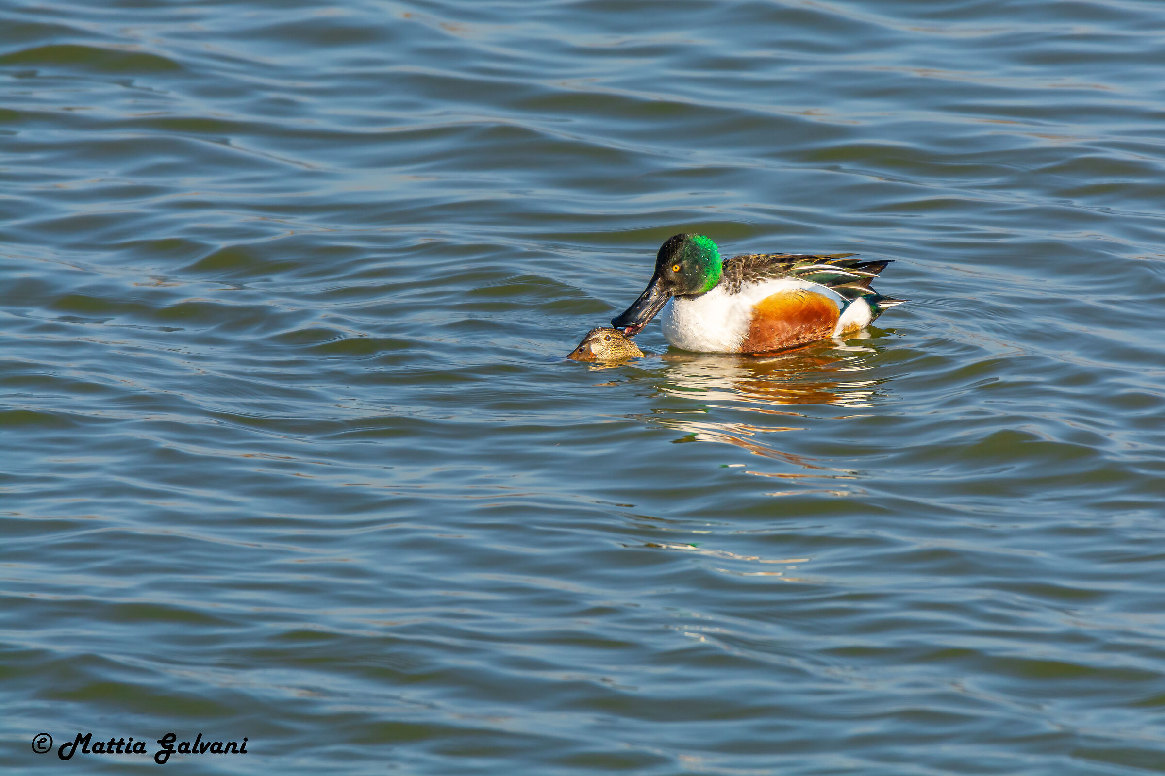 Obscene acts in a public place...