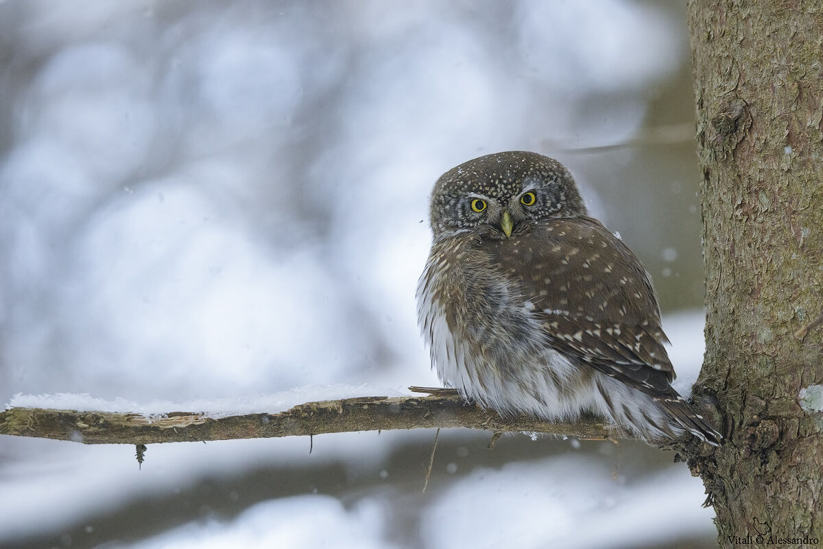 Dwarf owl