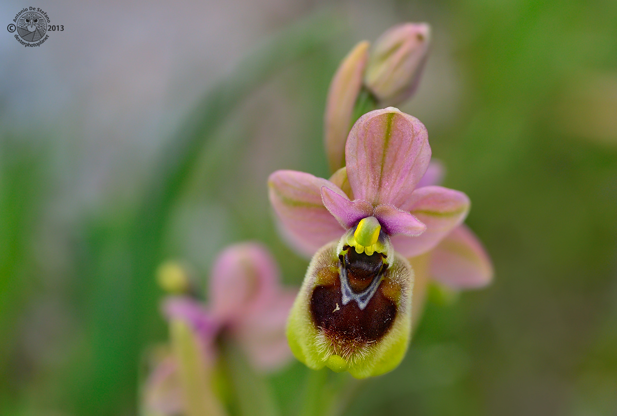 Ophrys tenthredinifera