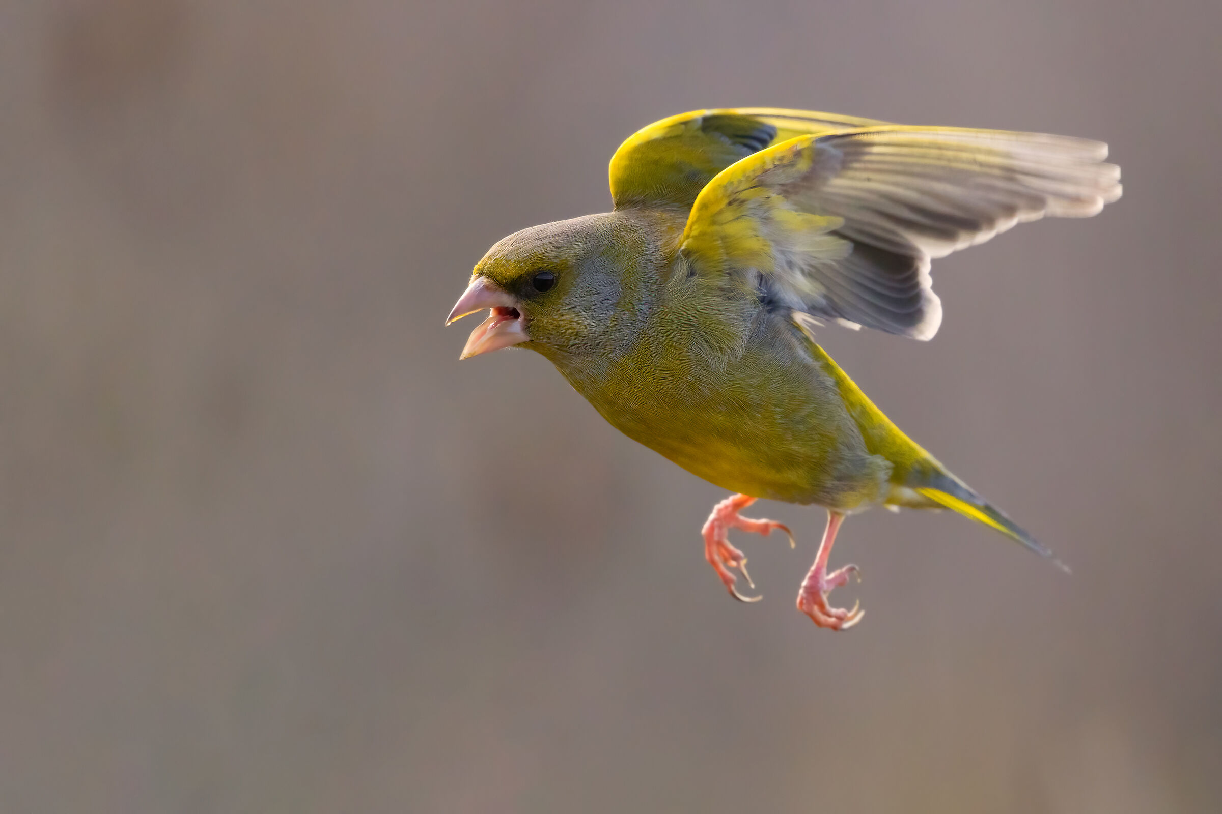 Greenfinch