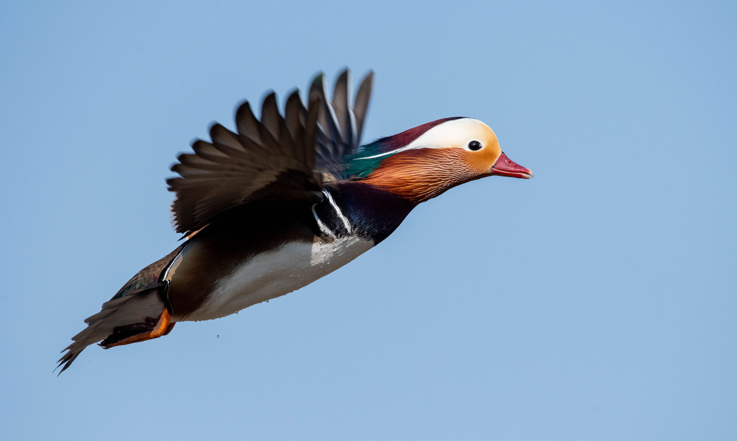 Mandarin duck