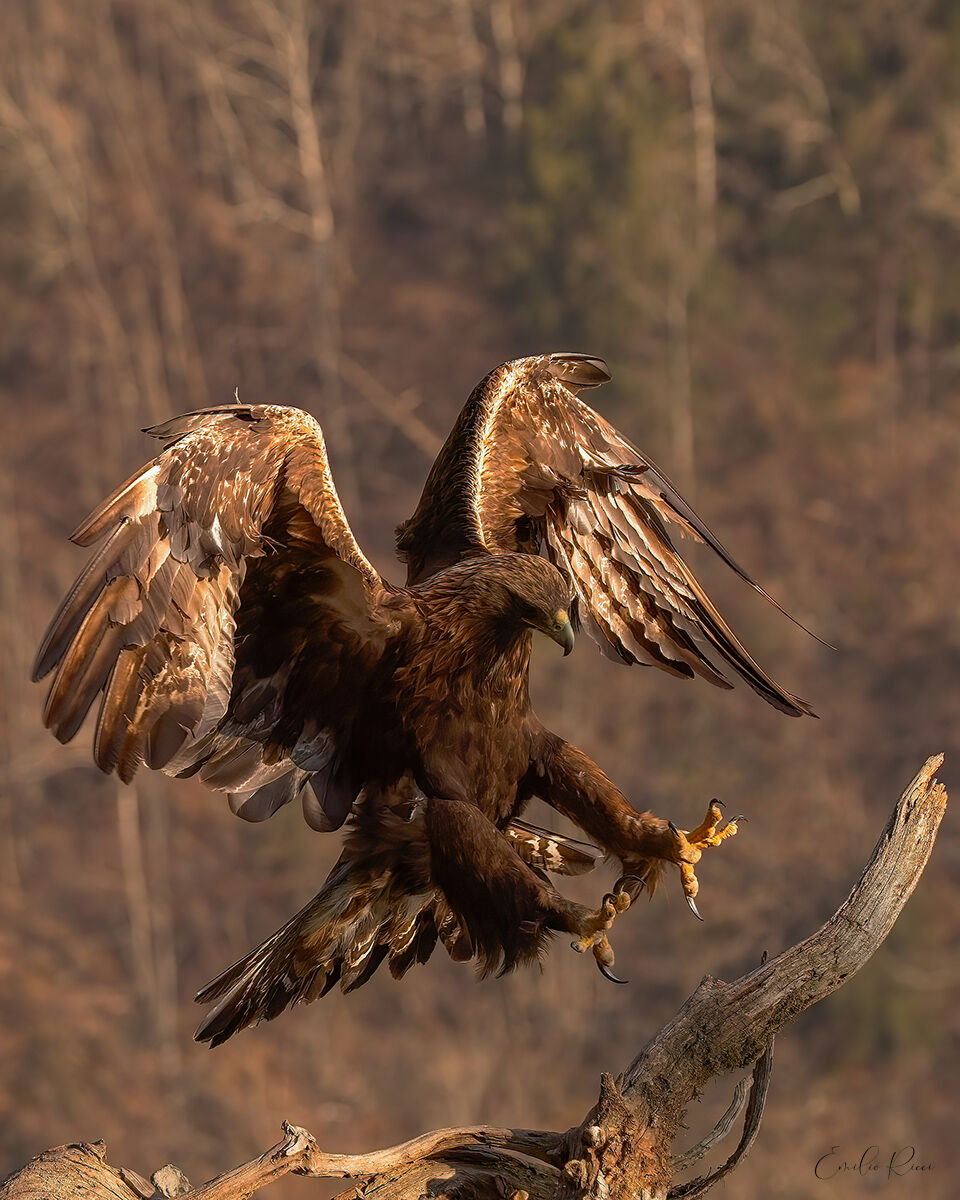 aquila reale-Alpi Italiane