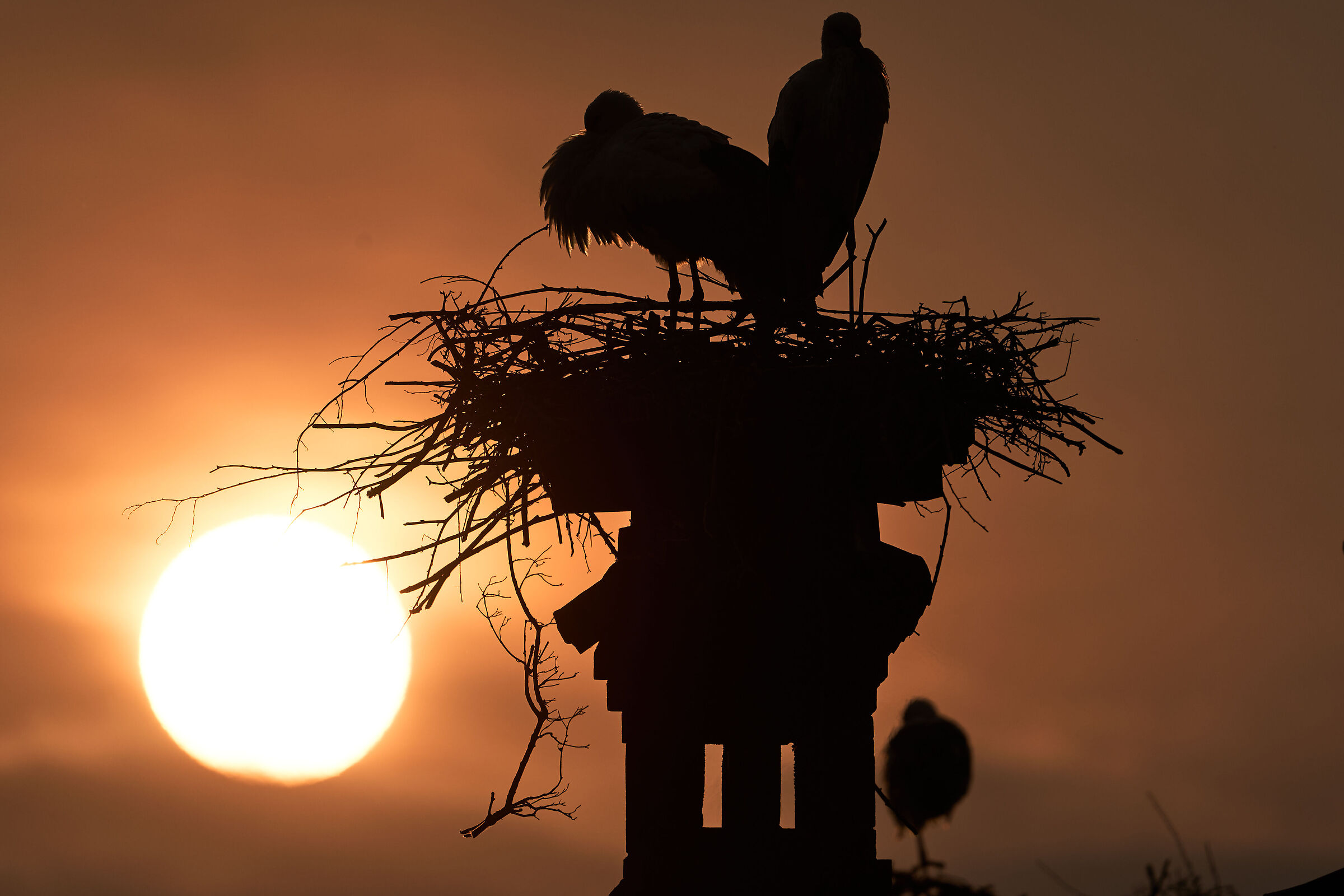 Storks at sunset