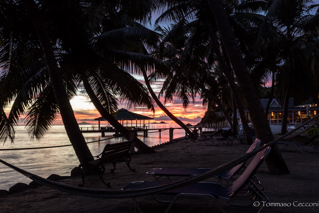 Among the palm trees