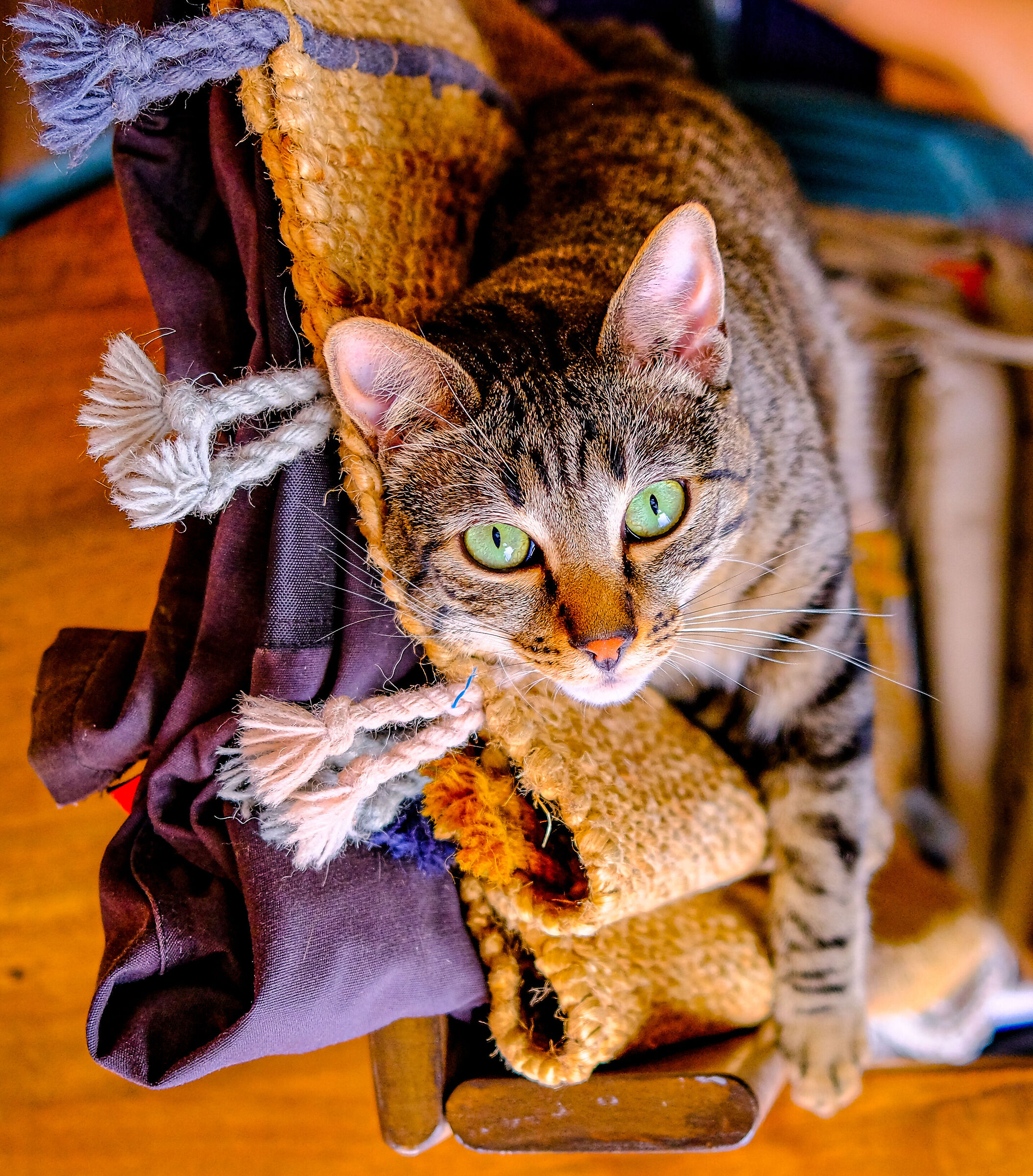 miao 2