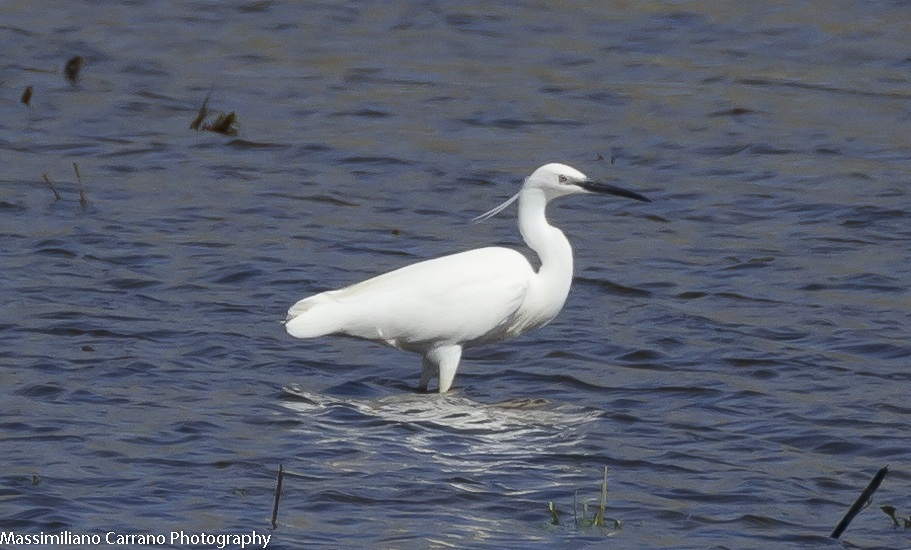 Un bel pediluvio ci voleva...